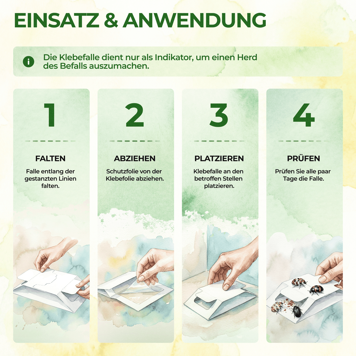 Teppichkäfer Falle - Green Guardia - Ihr Experte für Schädlinge und Pflanzen