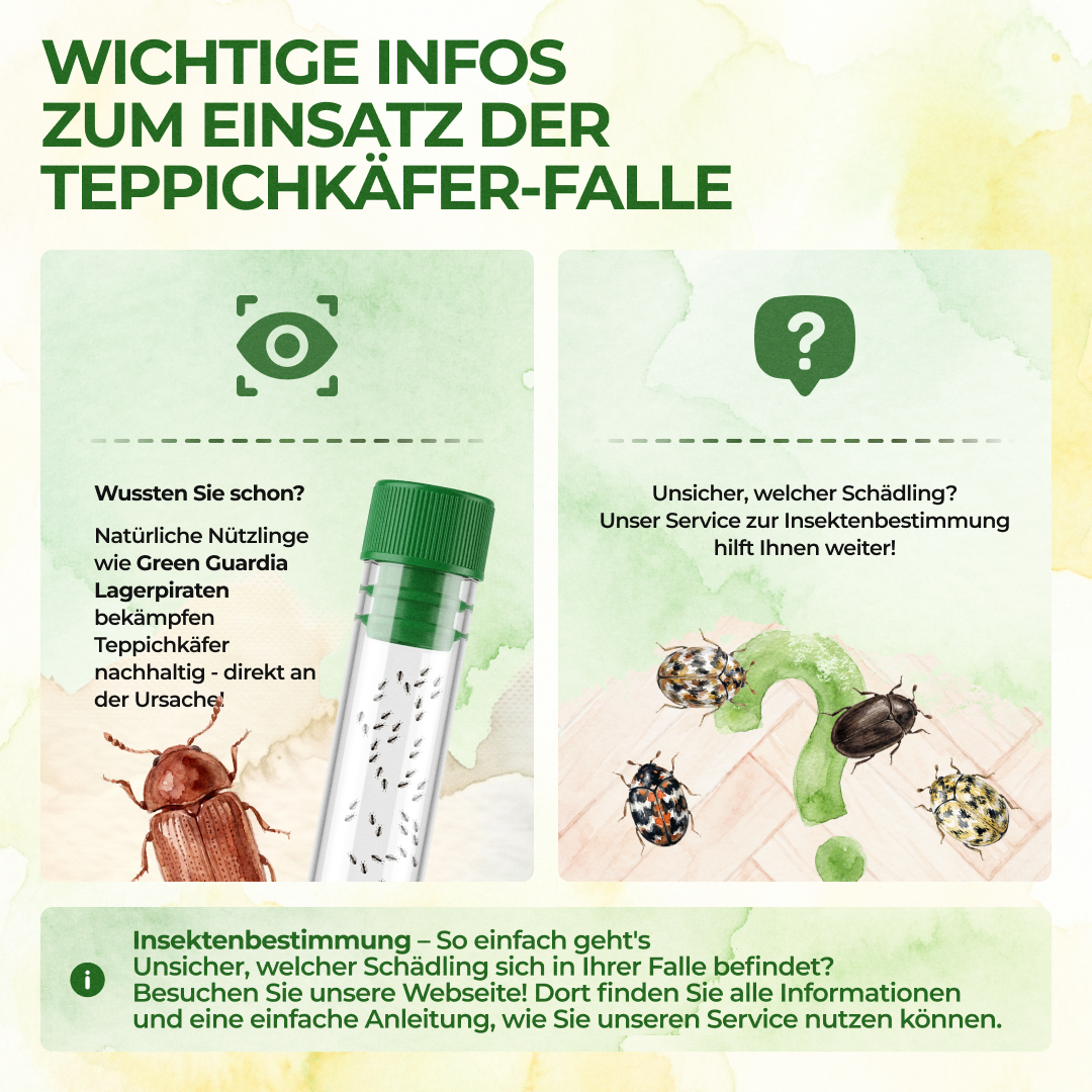 Carpet beetle trap