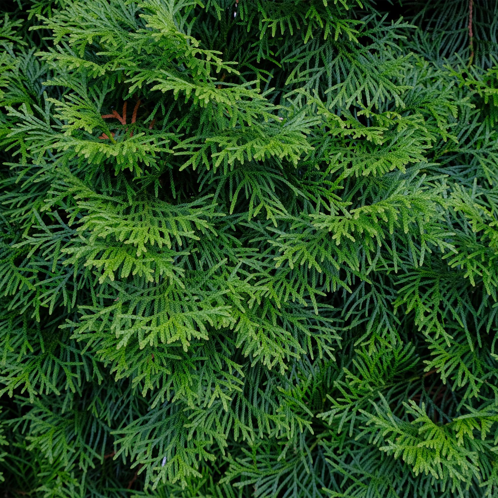 Lebensbaum ‘Smaragd’ (Thuja occidentalis) – 8 Pflanzen für 1 m Hecke, 30–35 cm Höhe, 9-cm-Topf