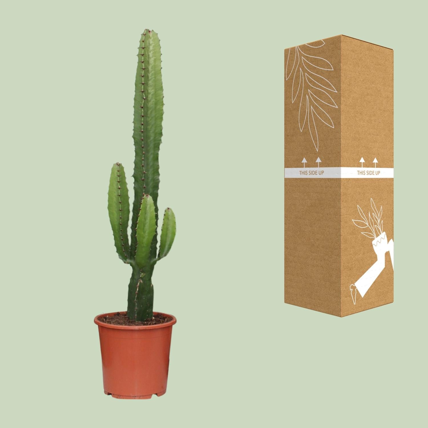 Euphorbia acrurensis – Desert Candle - 50-60 cm