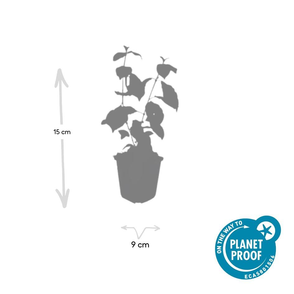 12x Cornus sang. 'Midvinterild' - ↕10-25cm - Ø9cm