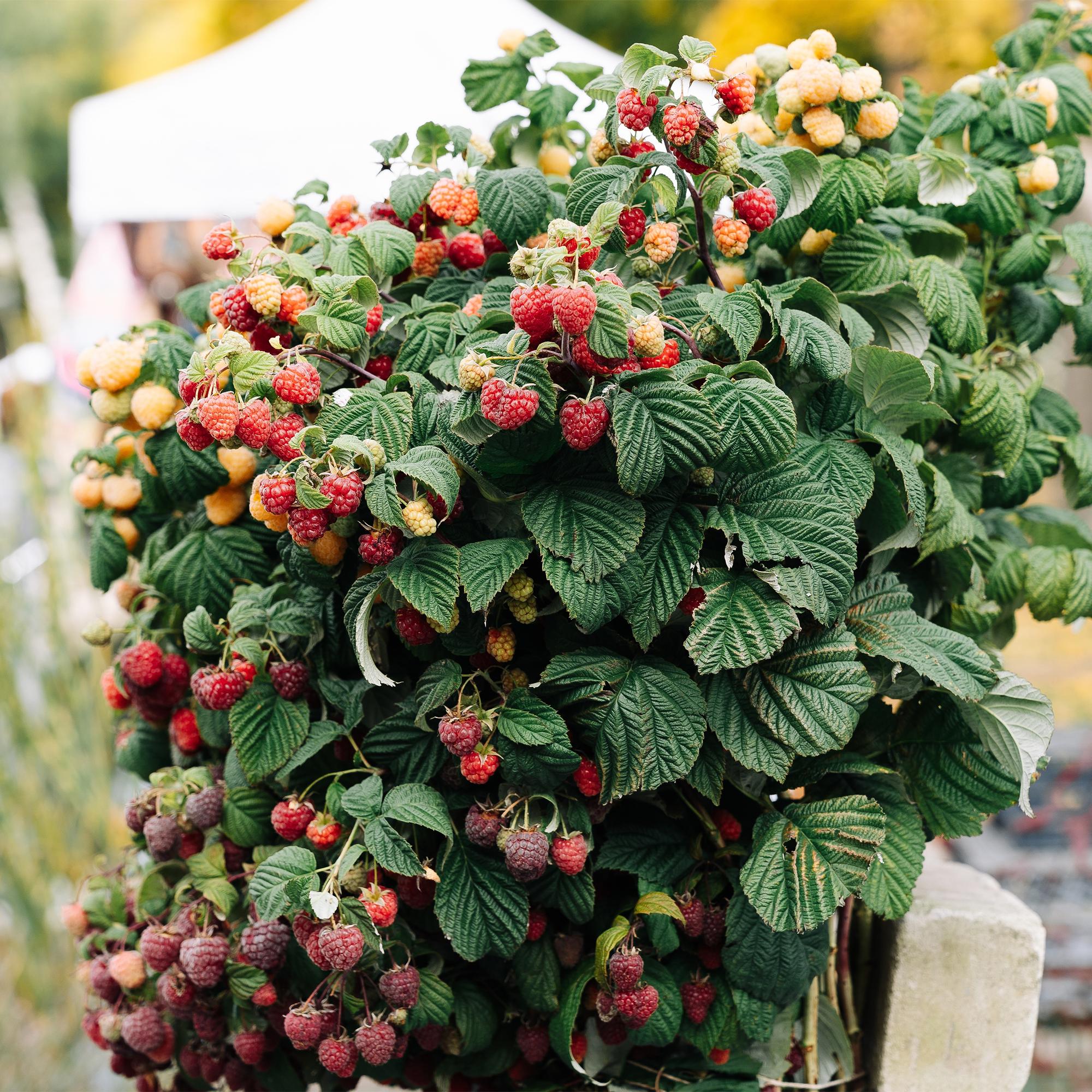 Red Raspberry “Mailing Promise” – 2 strong plants in an 11 cm pot (approx. 40 cm)