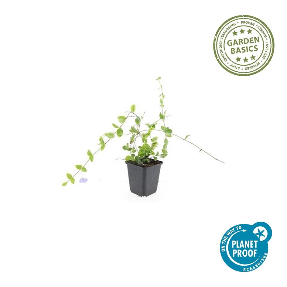 20x Vinca minor 'Blå og Guld' - ↕10-25cm - Ø9cm