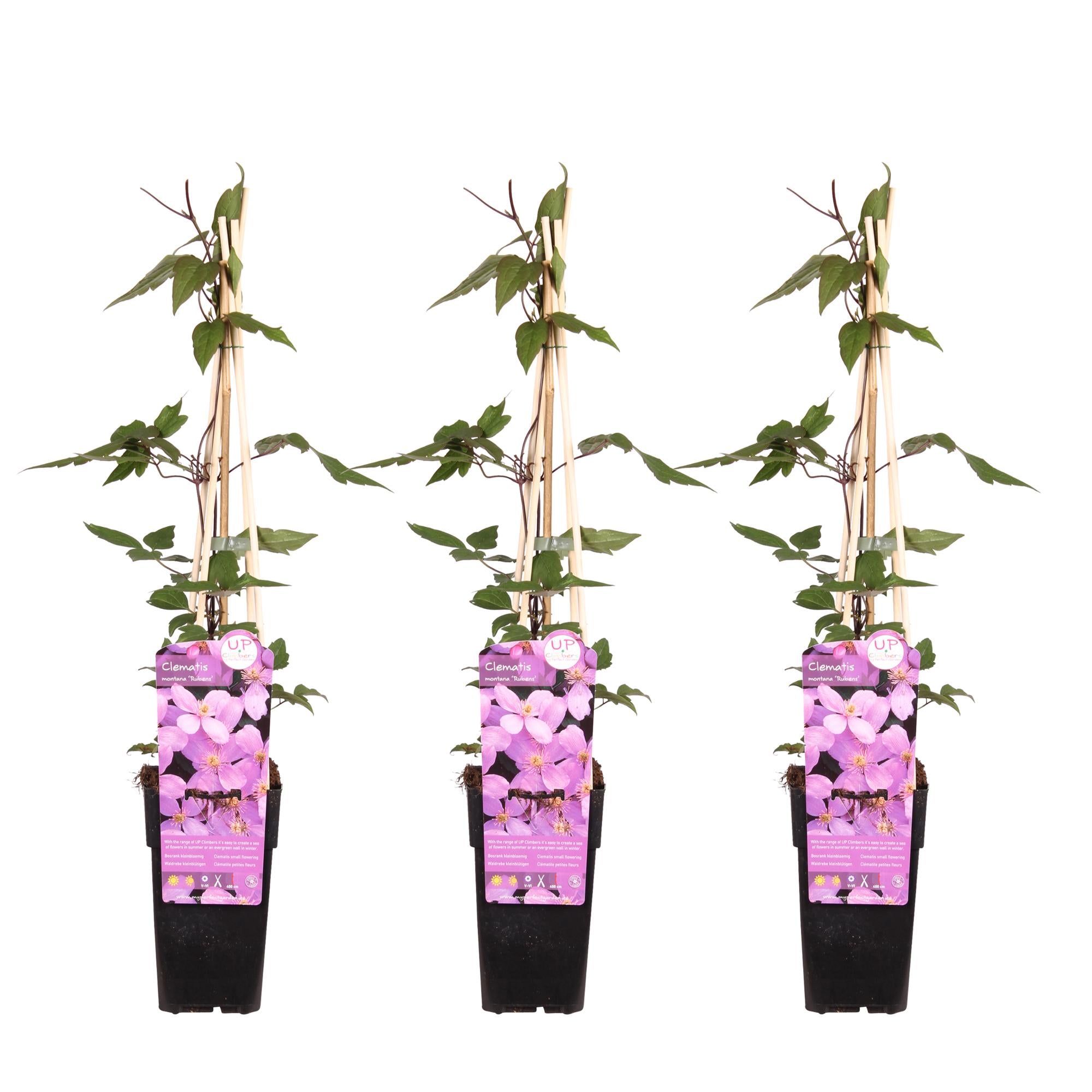 Clematis montana 'var. rubens' – robust, early-flowering climbing plant, 15 cm pot, 65 cm tall