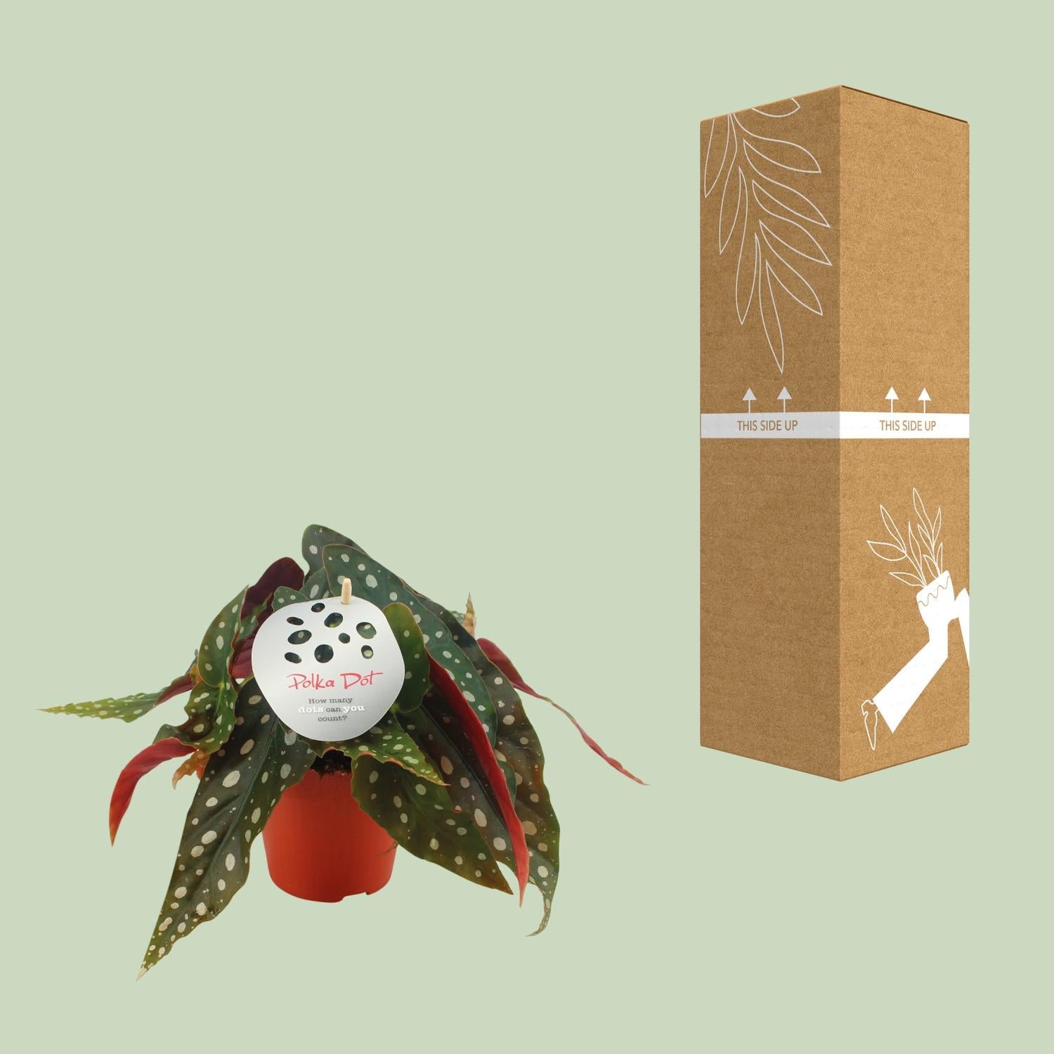 Begonia Maculata – Forellenbegonie - 12 cm Topf, 20 cm hoch