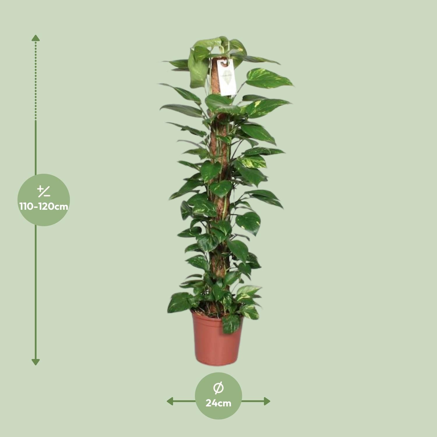 Epipremnum Pinnatum – Ivy on a moss stick - 60-120 cm