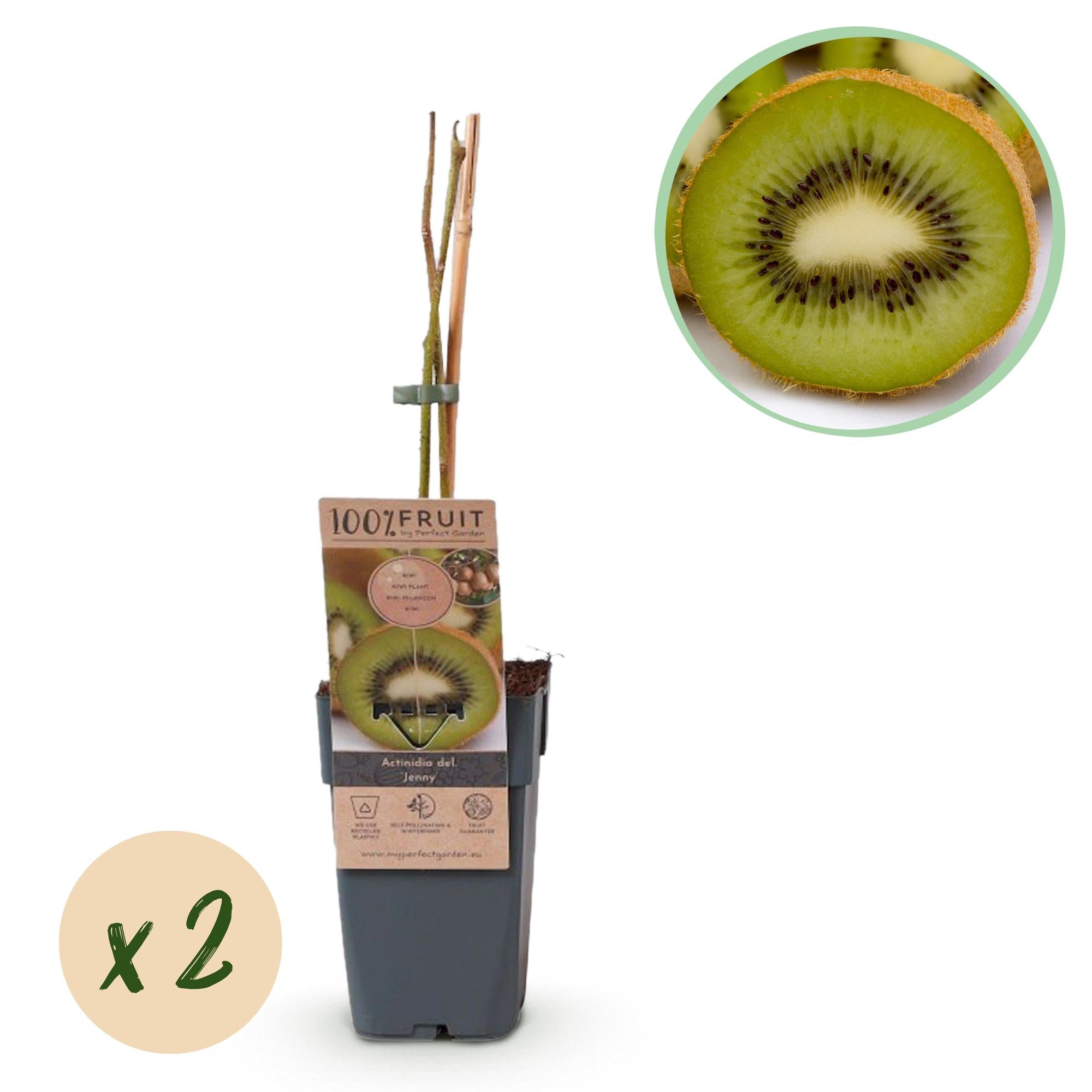 Grøn kiwi “Jenny” – Actinidia deliciosa, 2 planter i en 15 cm potte (højde ca. 50 cm)