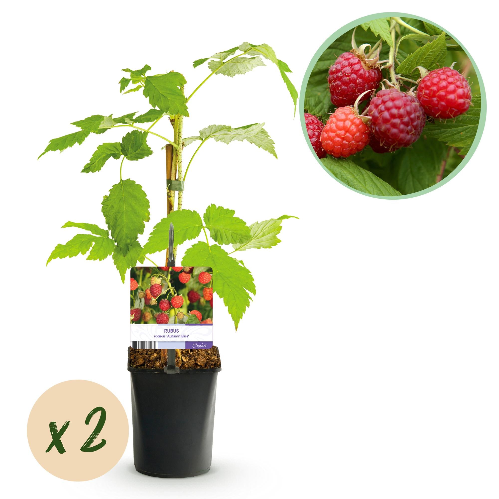 Red Raspberry “Autumn Bliss” – 2 strong plants in an 11 cm pot, approx. 40 cm