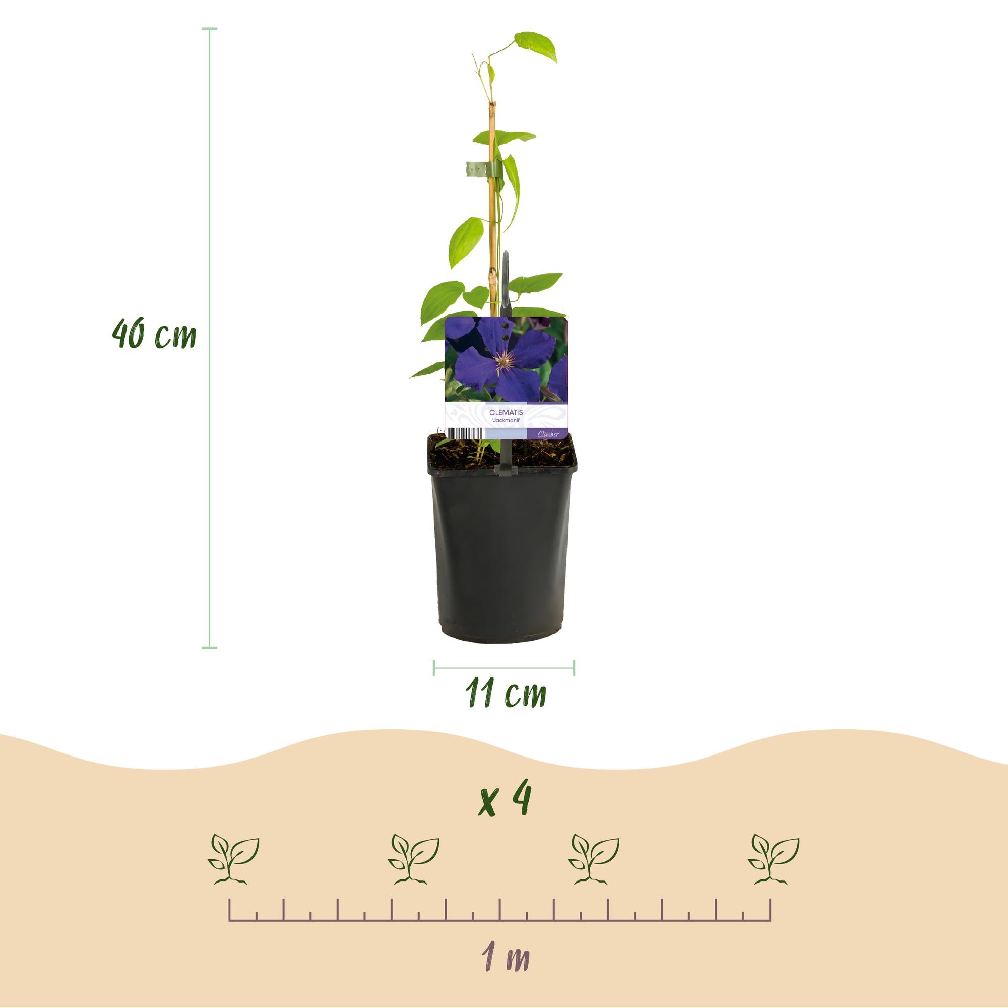 Klatreplante Clematis 'Tricolour' – Lyserød-hvid-lilla blomster, 3 planter, 11 cm potte, ca. 40 cm høj
