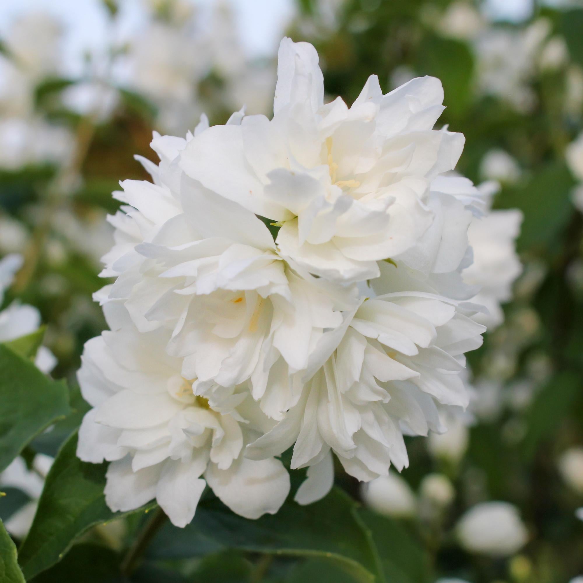 Mock orange 'Snowbelle' – løvfældende, hvide blomster, 17 cm potte, 45 cm