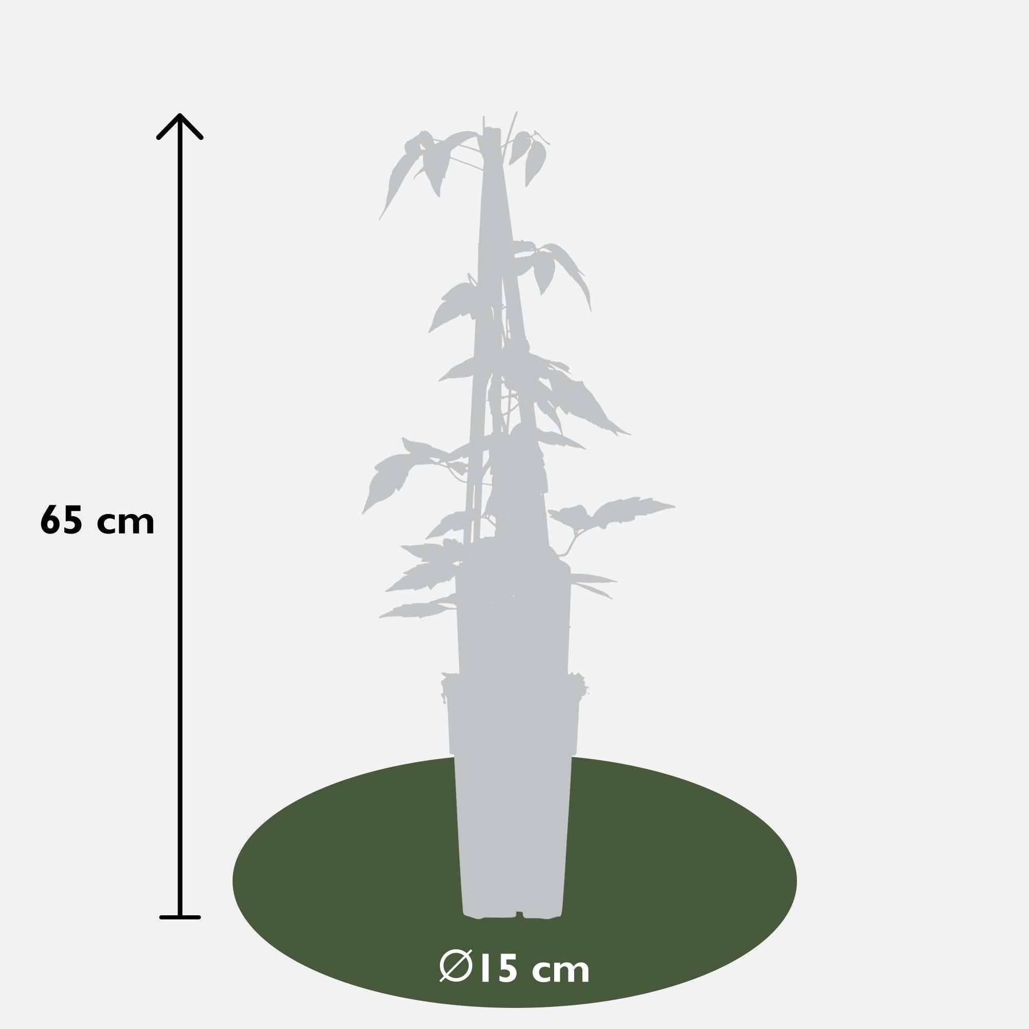 Clematis ‘Fragrant Spring’ (Clematis montana) – hellrosa Blüten, 15 cm Topf, 65 cm Höhe