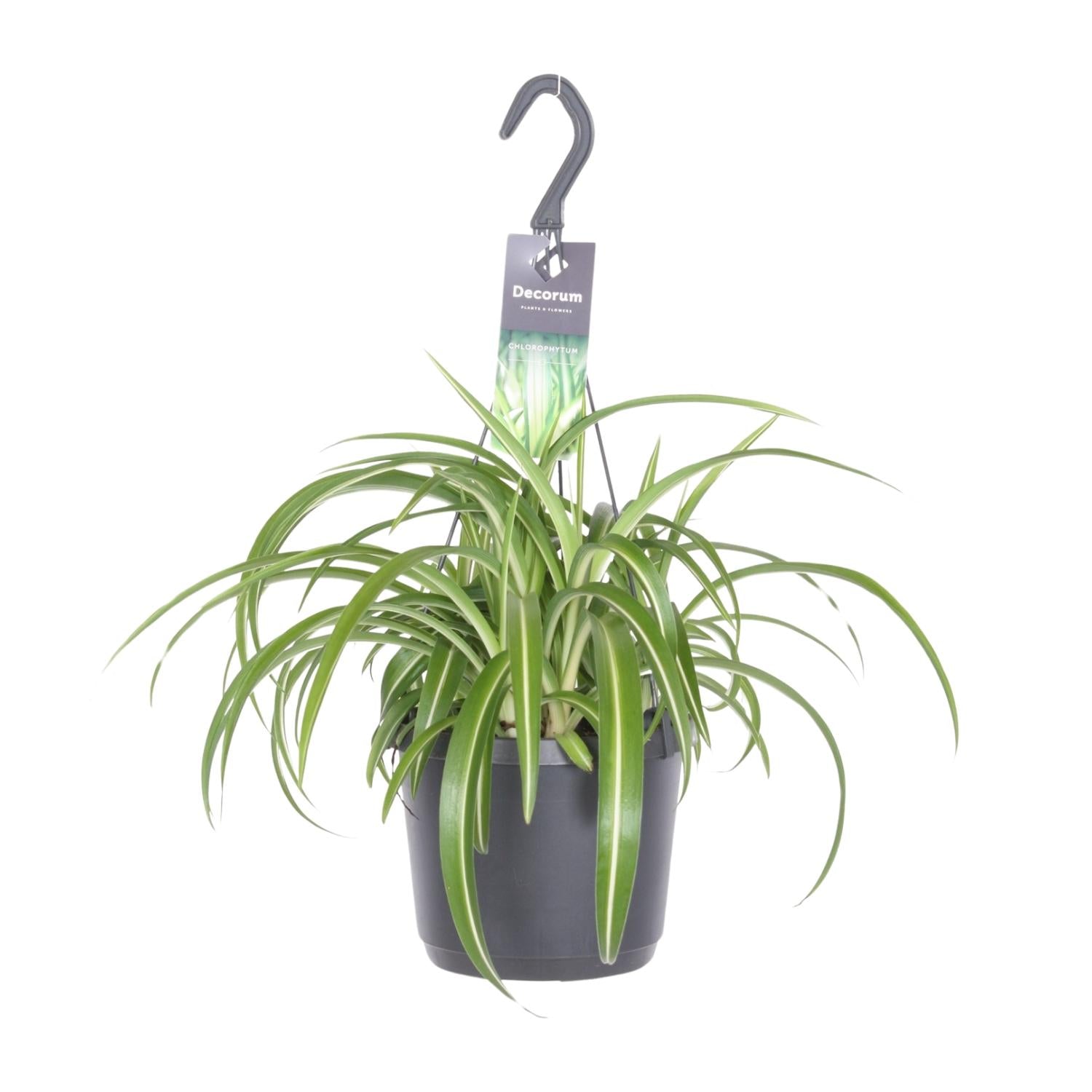 Chlorophytum comosum 'Bonnie' – Spider plant - 17 cm pot, 35 cm tall