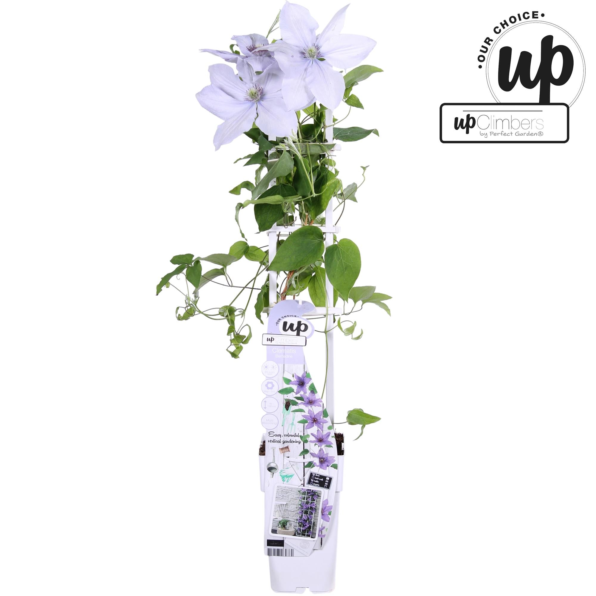 Clematis Evison 'Bernadine' – sarte violette blomster, kompakt vækstform