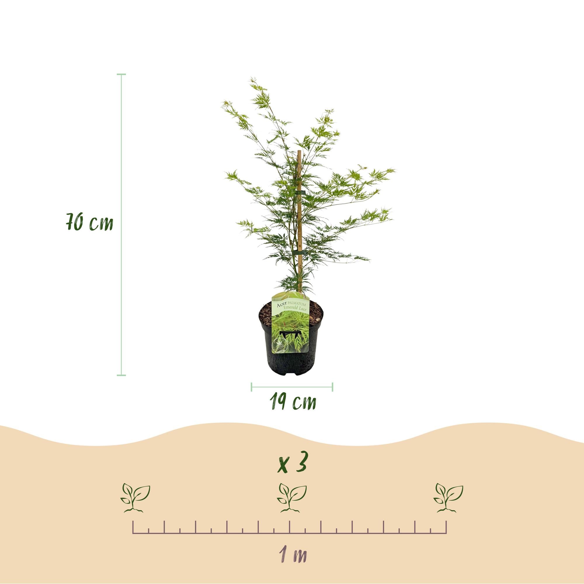 Japansk ahorn 'Emerald Lace' – grøn, løvfældende, 19 cm potte, 70 cm