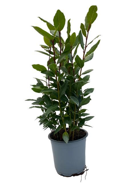 Bay laurel (Laurus nobilis) – 35–130 cm