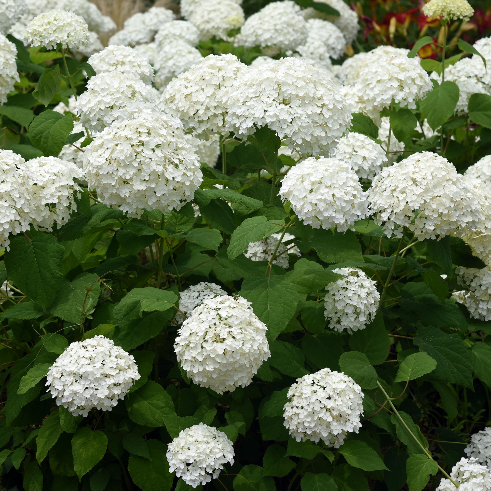 Hydrangea arborescens ‘Annabelle’ – weiße Blüten, laubabwerfend, 3 Pflanzen pro m², 17 cm Topf, 50 cm Höhe