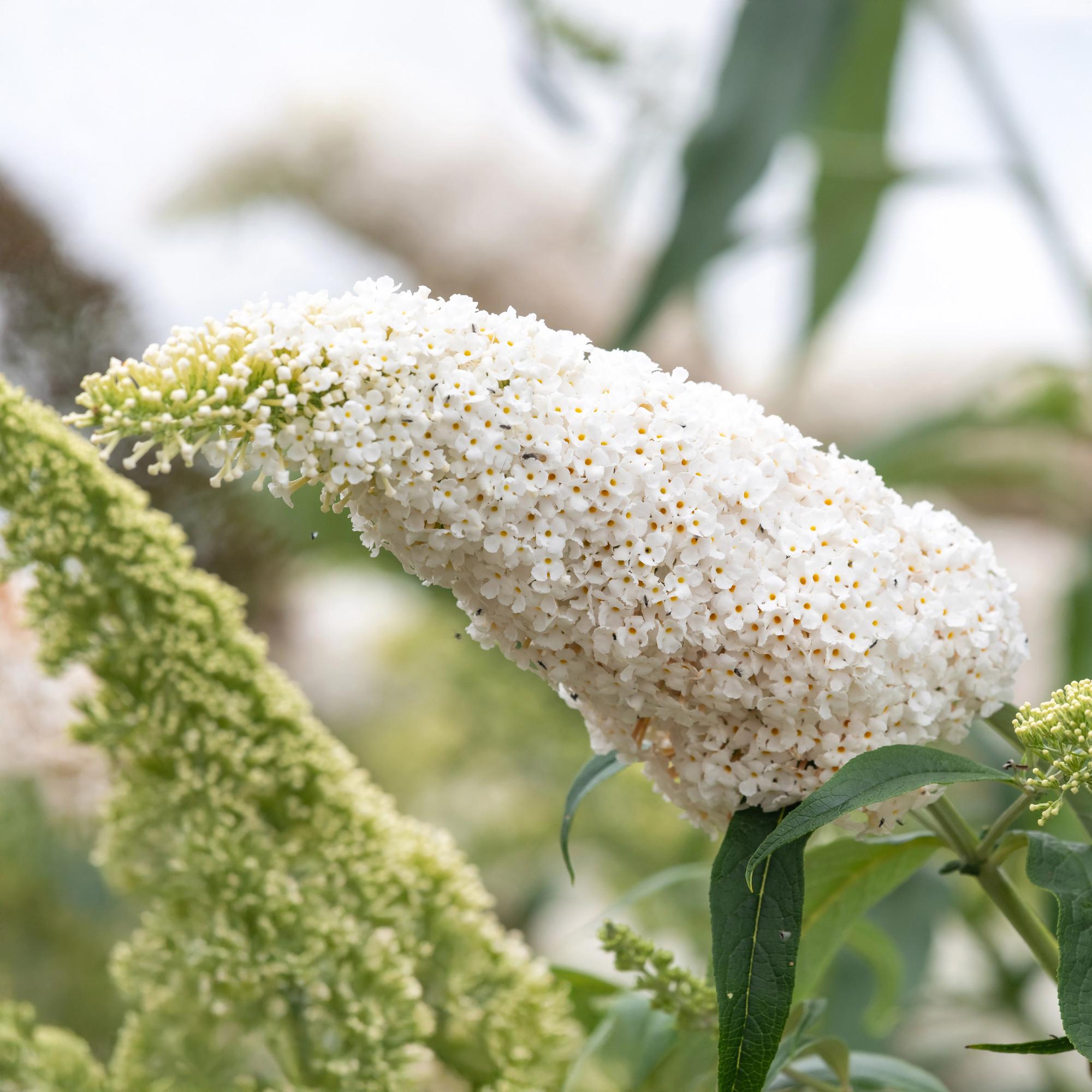 Sommerfuglebusk 'White Profusion' – 1 plante, hvidblomstrende, 17 cm potte, 25 cm høj