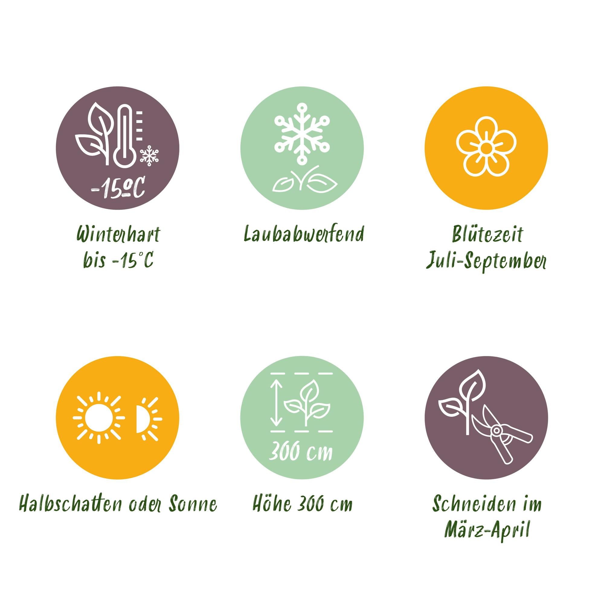 GreenboutiQ - Buske - Hibiscus syriacus Tricolour - Blomster: Pink, Hvid og Blå - 3 Planter - Løvfældende - Lav Vedligeholdelse - Potte 17cm, Højde 45cm