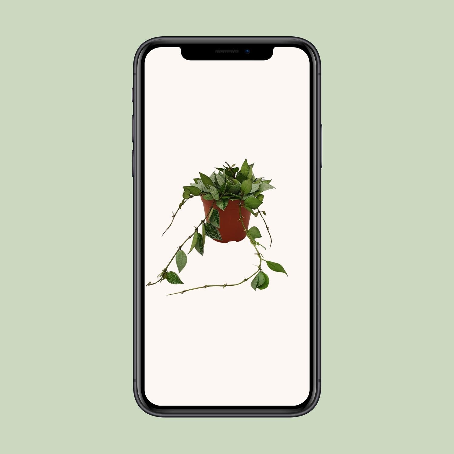 Hoya Krohniana 'Eskimo' – Wax Flower - 12 cm pot, 15 cm tall