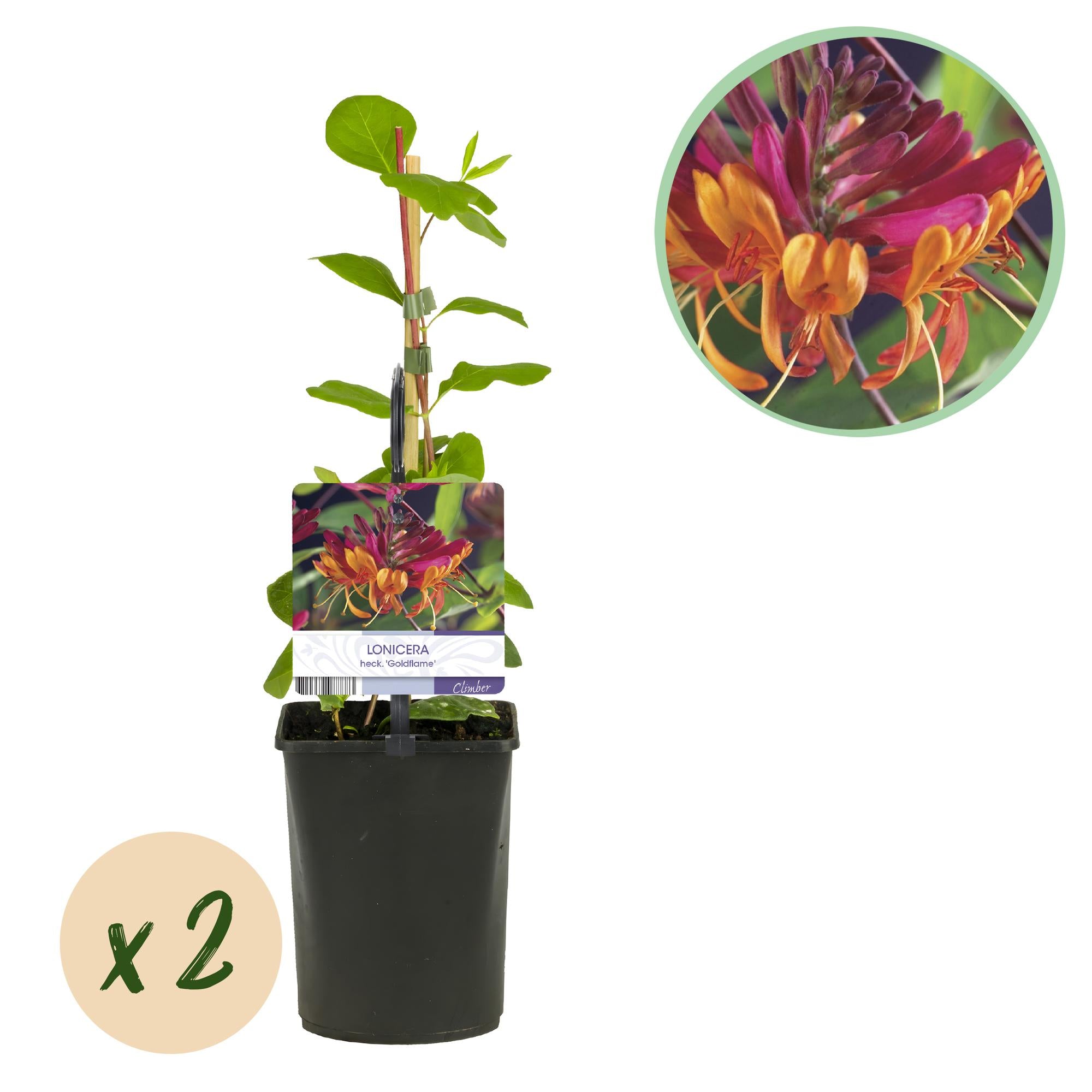 GreenboutiQ - Kaprifolie - Lonicera heckrottii Goldflame - Lyserøde blomster med gul - Let vedligeholdelse - 2 planter - 11 cm potte, 40 cm høj