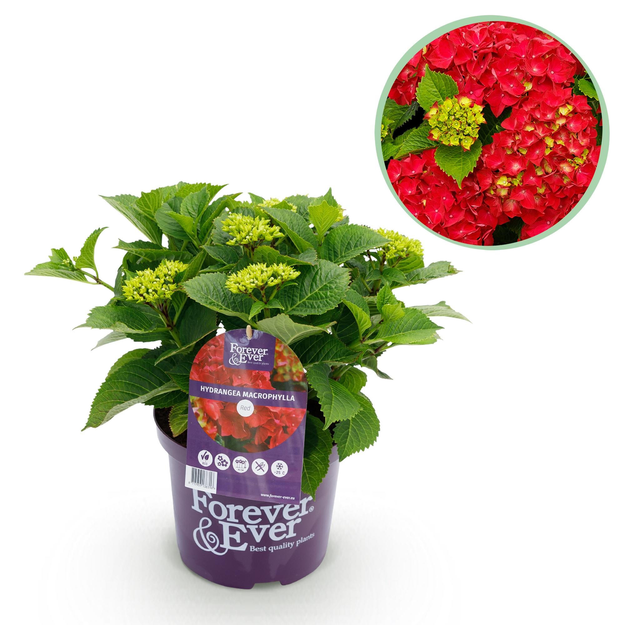 Rød hortensia “Forever & Ever” – Blomstrende sort, 23 cm potte, 55 cm højde