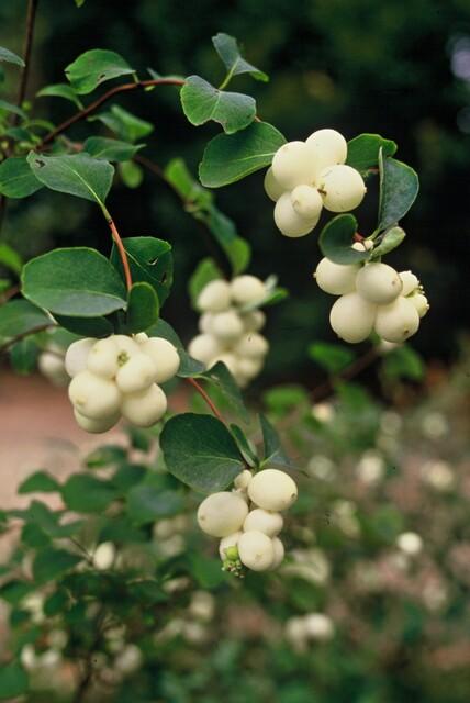 20x Symphoricarpos kap. 'Hancock' - ↕10-25cm - Ø9cm