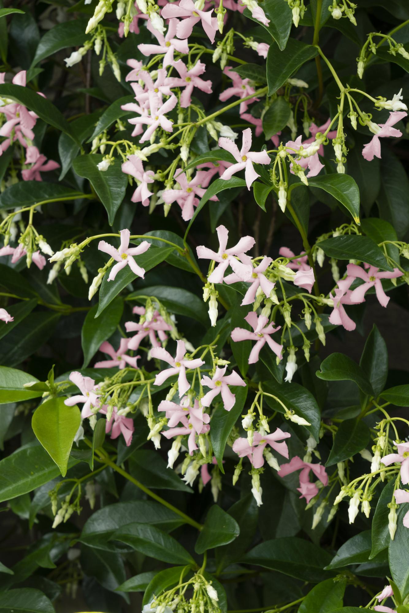 Tuscan Jasmine 'Star of Ibiza' – pink flowers, evergreen, 15 cm pot, 65 cm tall