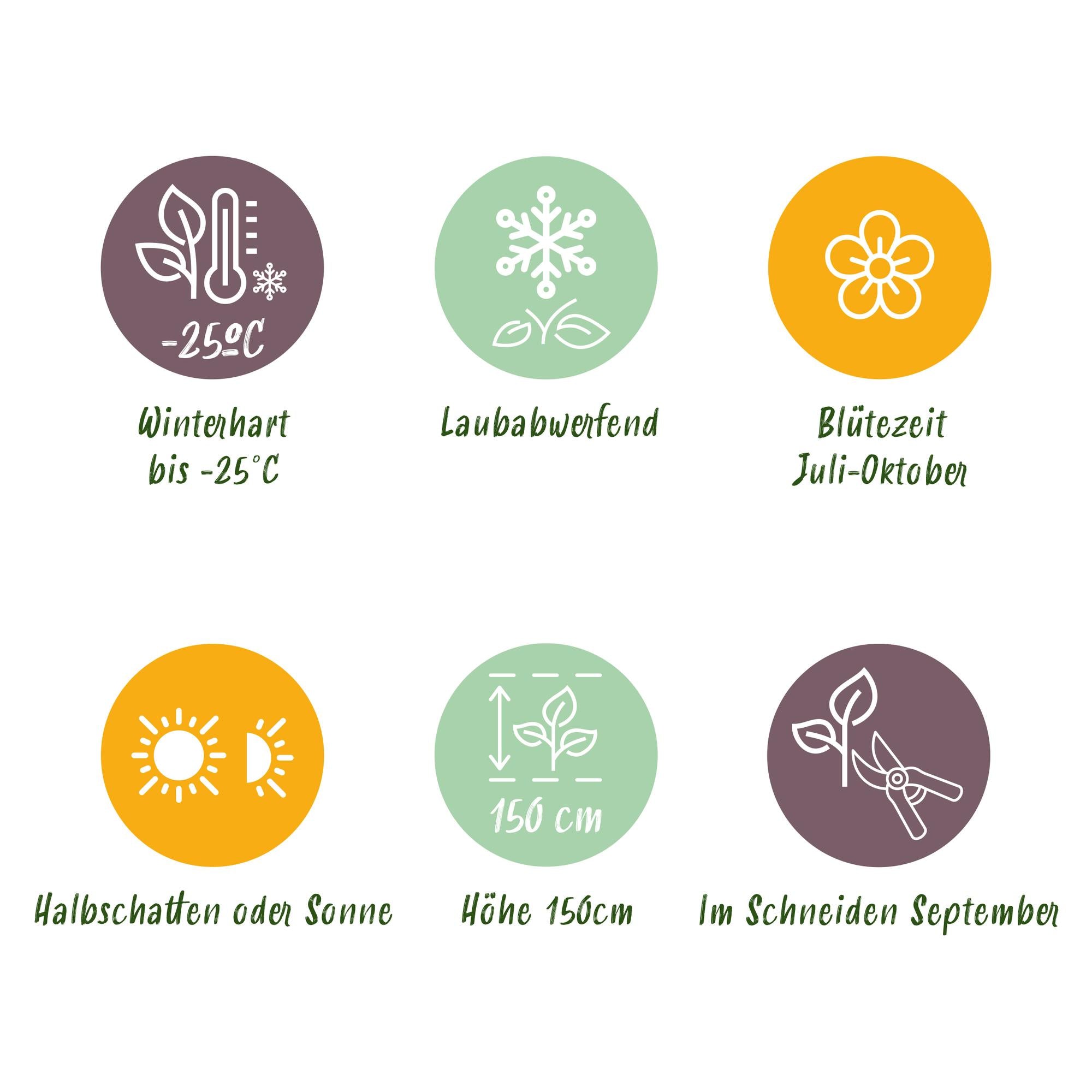 Panikhortensia 'Limelight' – cremehvide blomster, i en 17 cm potte, 50 cm høj