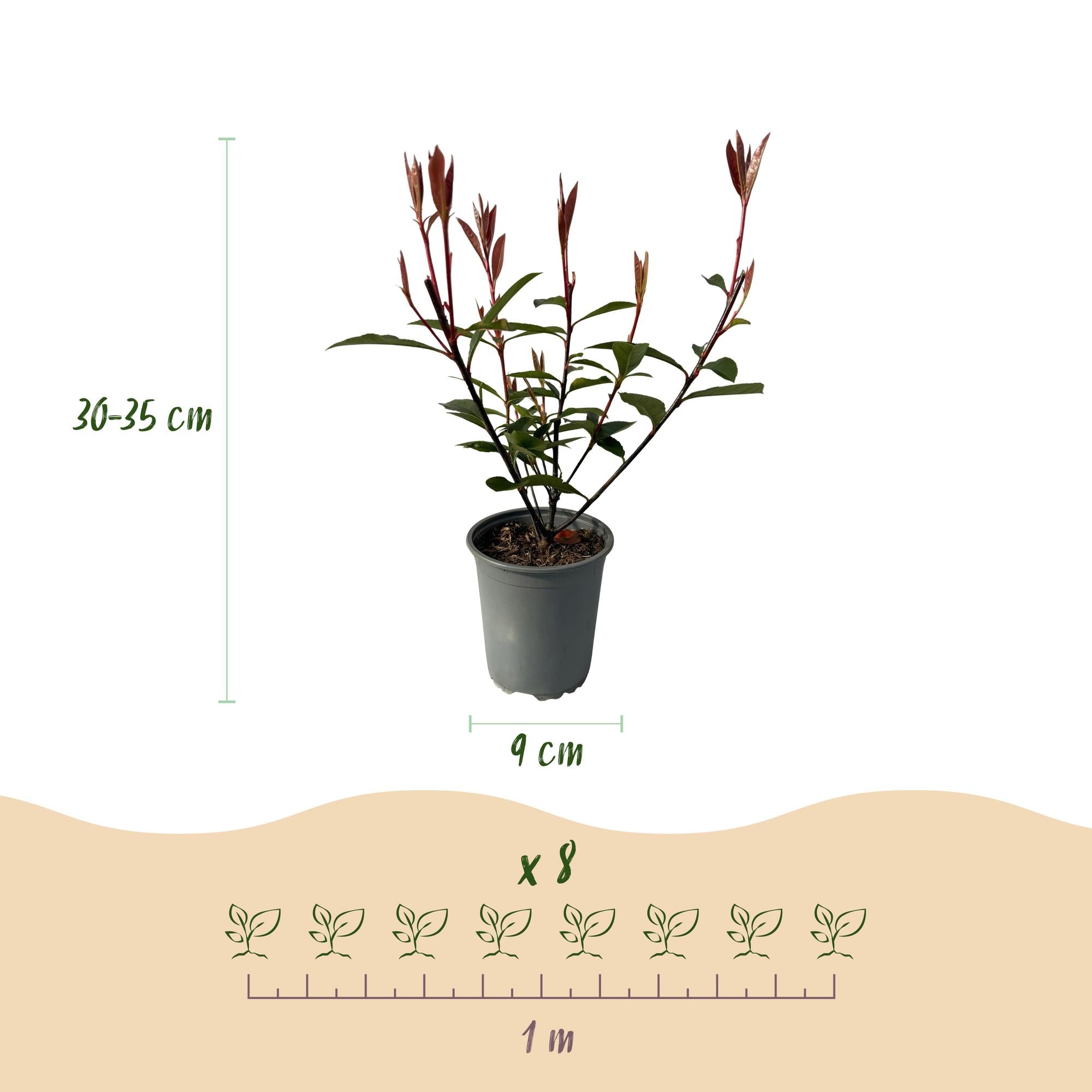 Photinia Fraseri 'Carré Rouge' – Rød Photinia, 8 planter - 9 cm potte, 30-35 cm høj