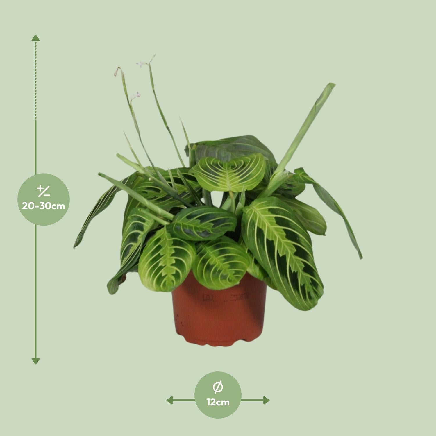 Maranta Leuconeura 'Fascinator Lemon Lime' – Pilrod – 12 cm potte, 30 cm høj