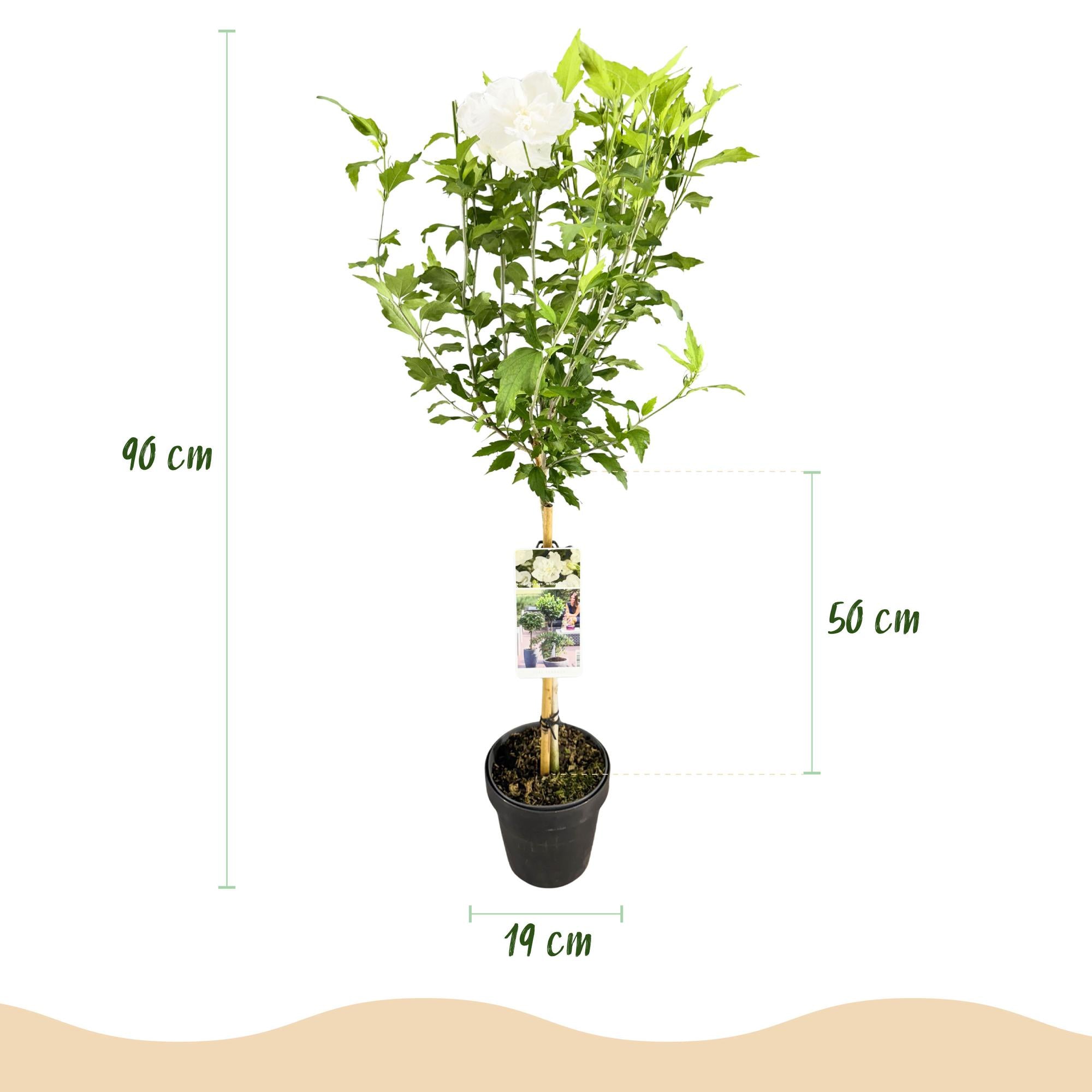 Hibiskus-Stammpflanze ‘White Chiffon’® – winterhart, weiße Blüte, 19 cm Topf, 90 cm