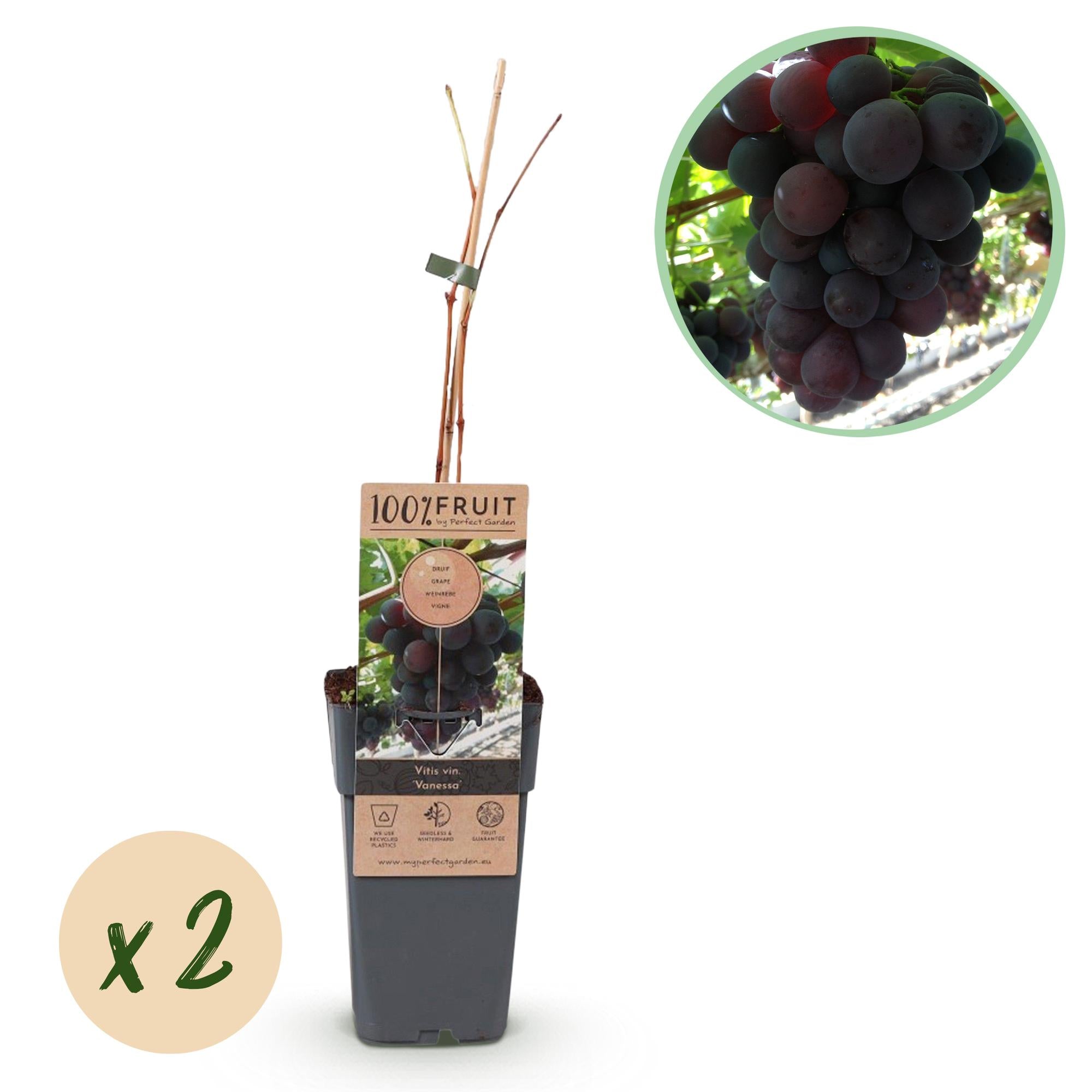Kernlose Traube ‘Vanessa’ – Vitis vinifera, 2 Pflanzen, Topf 15 cm, Höhe 50 cm