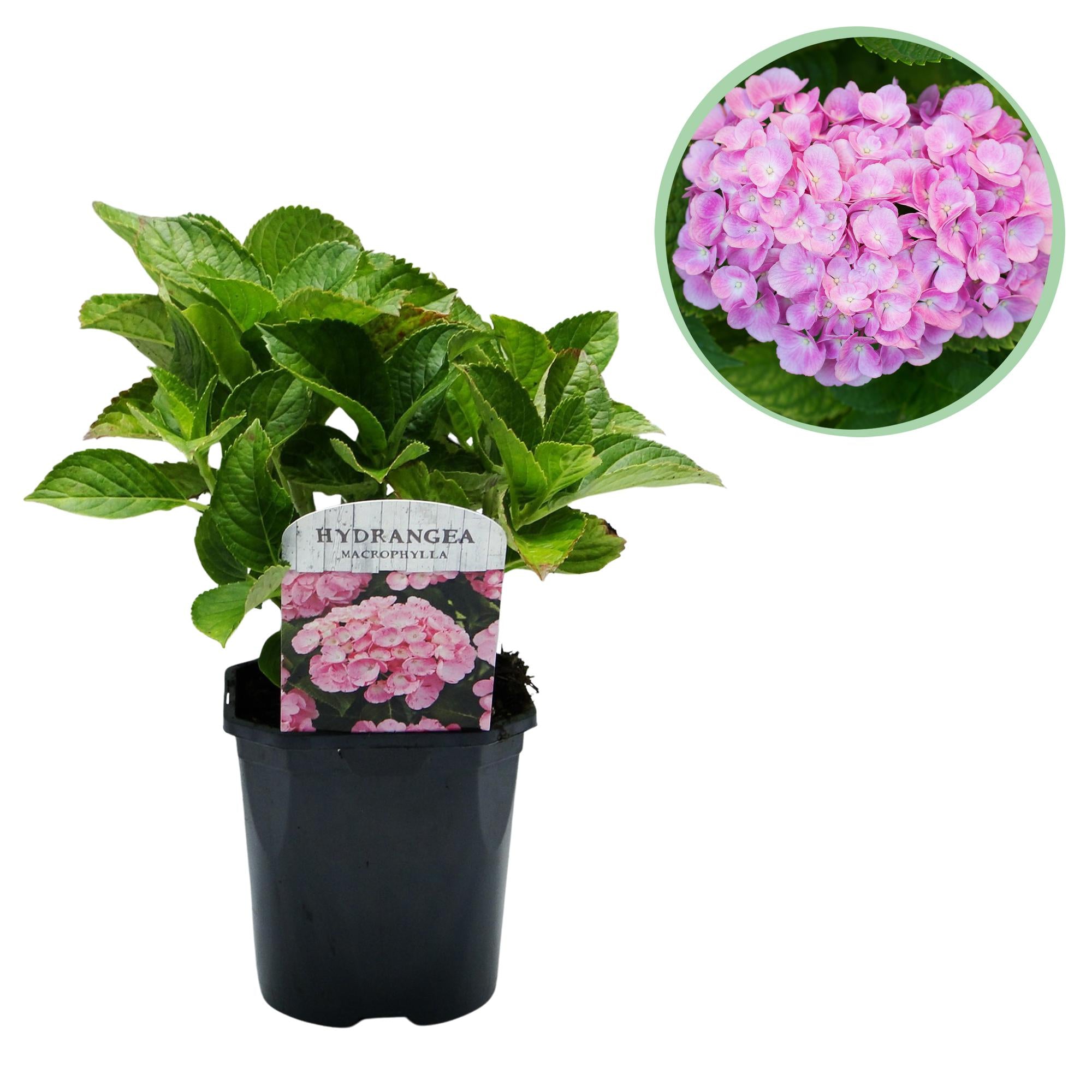 Hydrangea macrophylla – robuste Hortensie in mehreren Farben - 1 Pflanze, 17 cm Topf, 30 cm Höhe