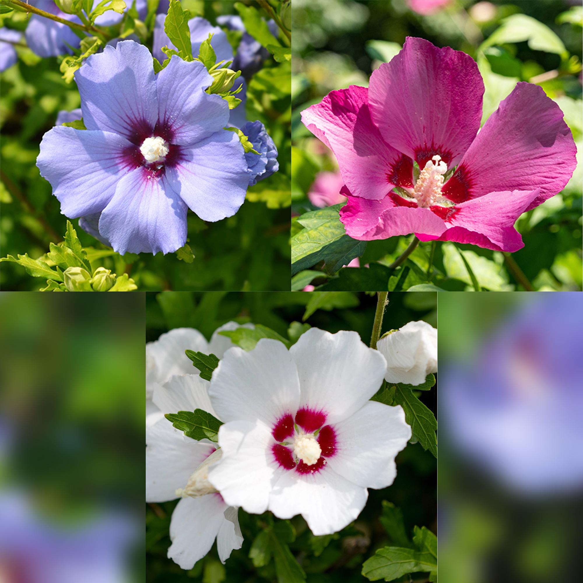 GreenboutiQ - Buske - Hibiscus syriacus Tricolour - Blomster: Pink, Hvid og Blå - 3 Planter - Løvfældende - Lav Vedligeholdelse - Potte 17cm, Højde 45cm