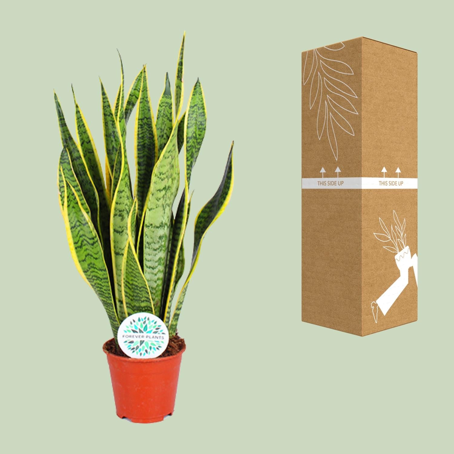Sansevieria Trifasciata Laurentii – Buestrengshamp - 40-84 cm