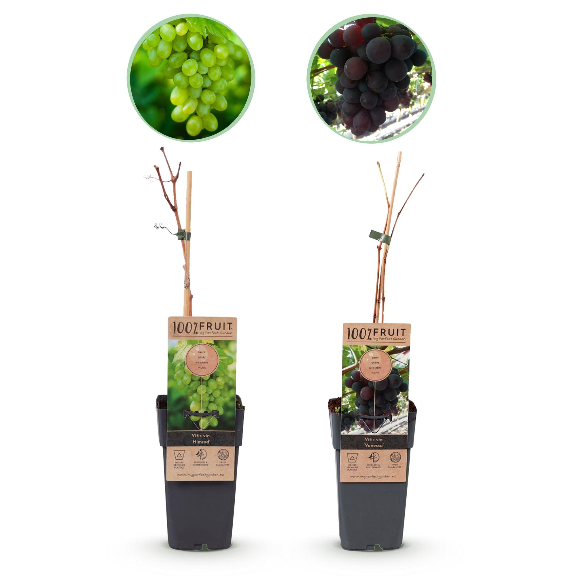 Vitis vinifera 'Vanessa' & 'Himrod' – kerneløse druer, lilla og hvide, 2 planter, 15 cm potte, 50 cm højde