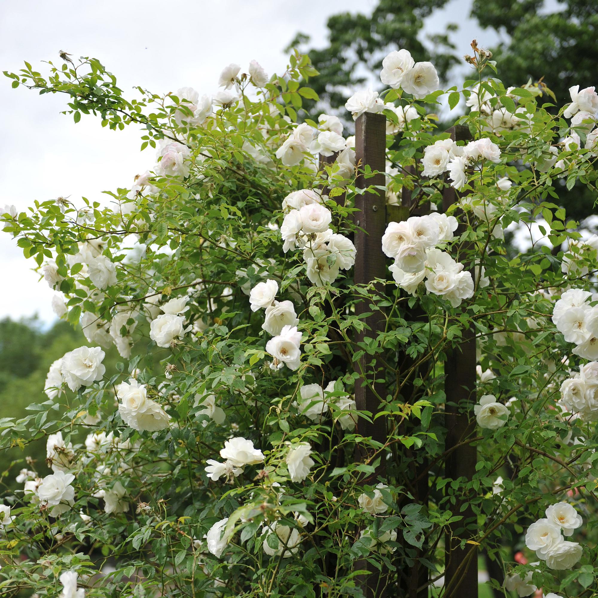 Klatrerose 'White Climber' – hvide blomster, nem at passe, 2 planter i en 11 cm potte, 40 cm høj