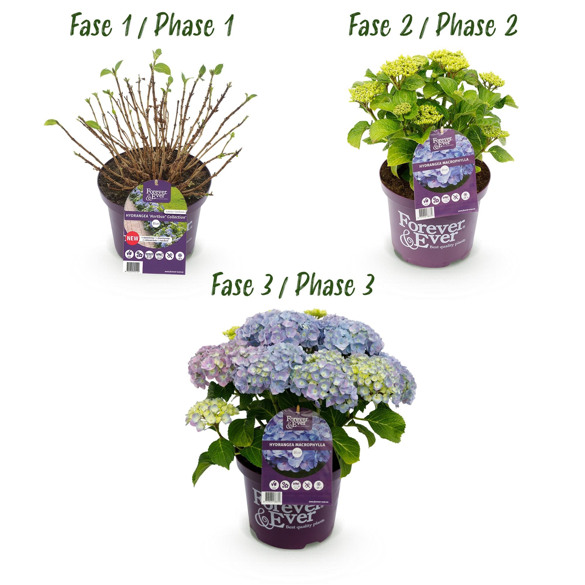 Hortensia 'Forever & Ever' Blå – Hortensia, 7-12 blomster – 23 cm potte, 55 cm høj