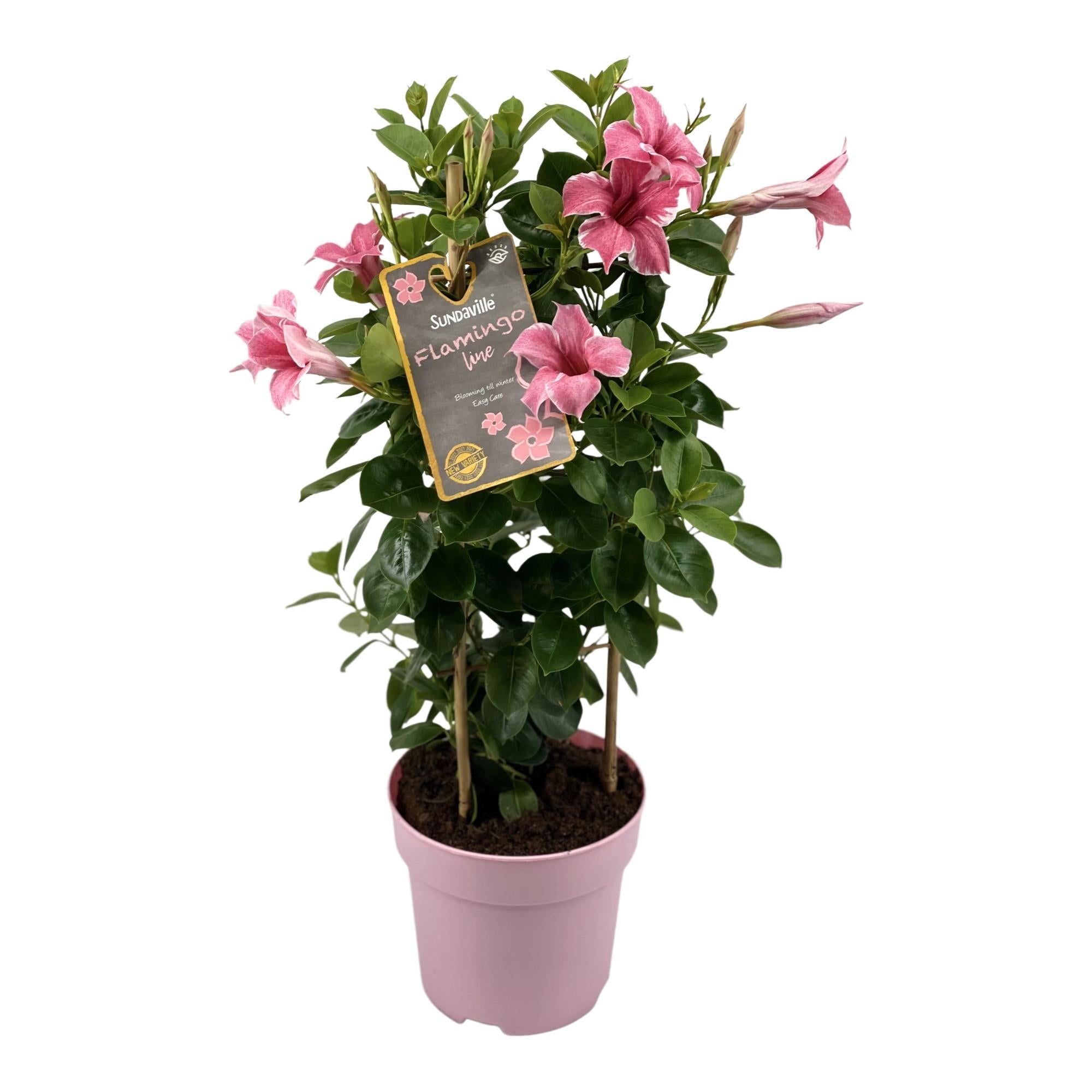 Mandevilla (Dipladenia) „Sundaville Flamingo Pink“ – 17 cm høj, 55 cm høj