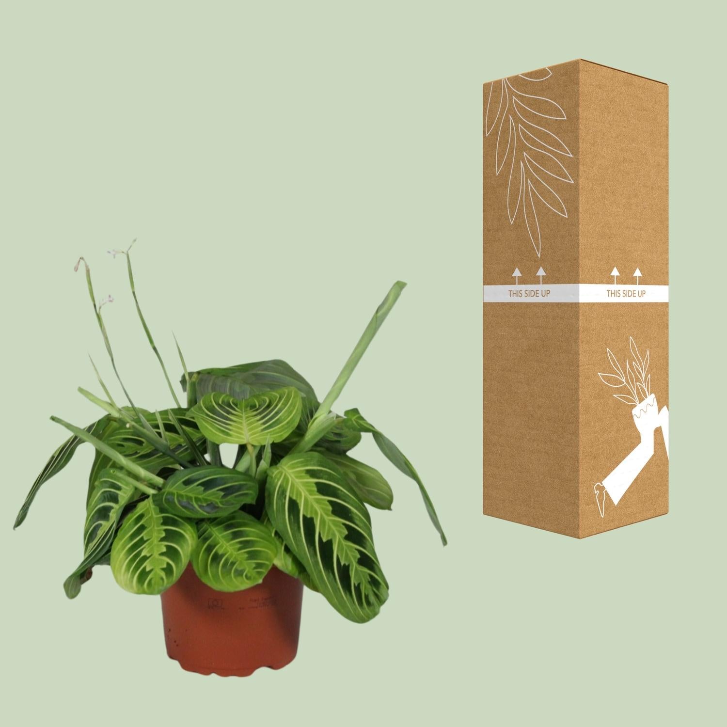 Maranta Leuconeura 'Fascinator Lemon Lime' – Pilrod – 12 cm potte, 30 cm høj