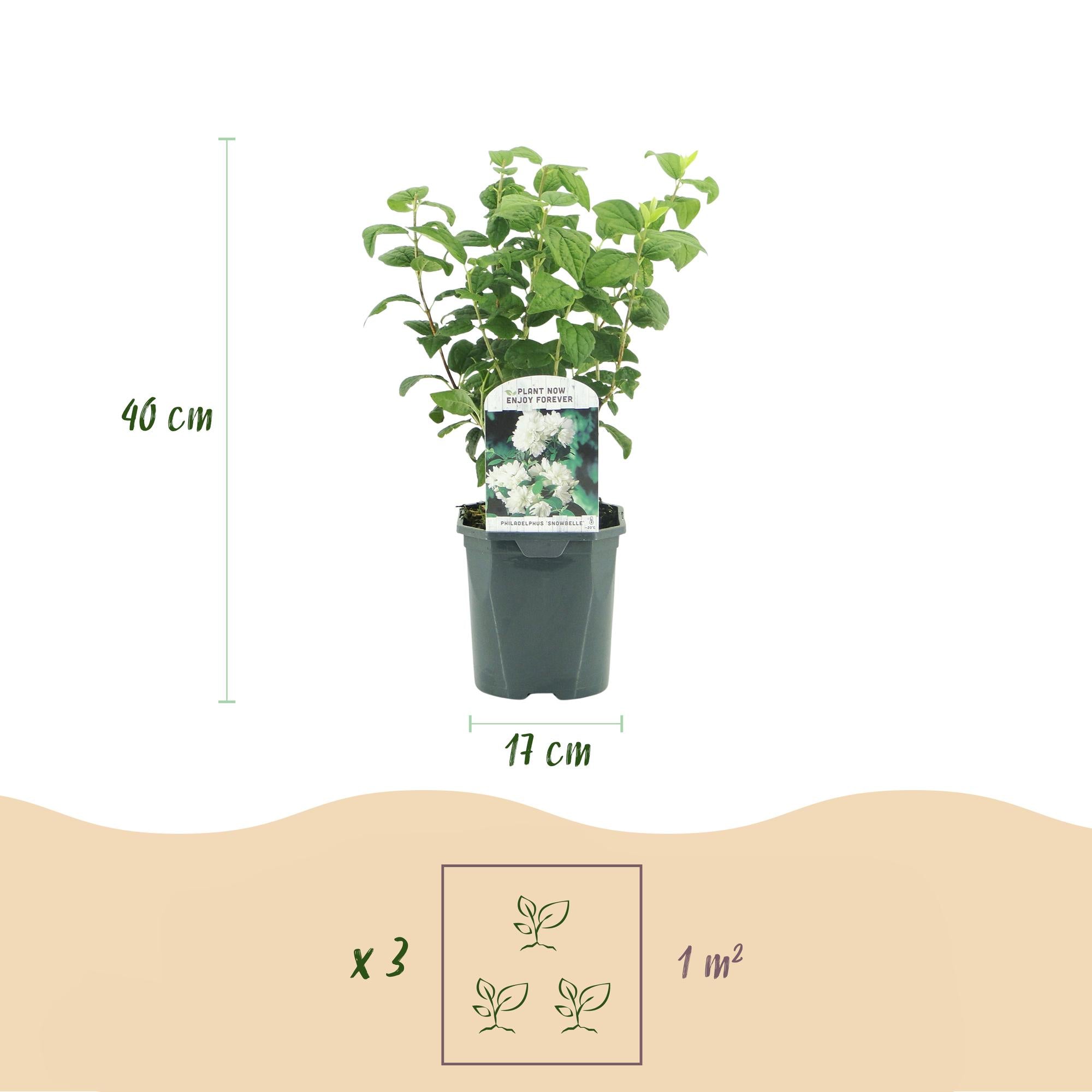Mock orange 'Snowbelle' – løvfældende, hvide blomster, 17 cm potte, 45 cm
