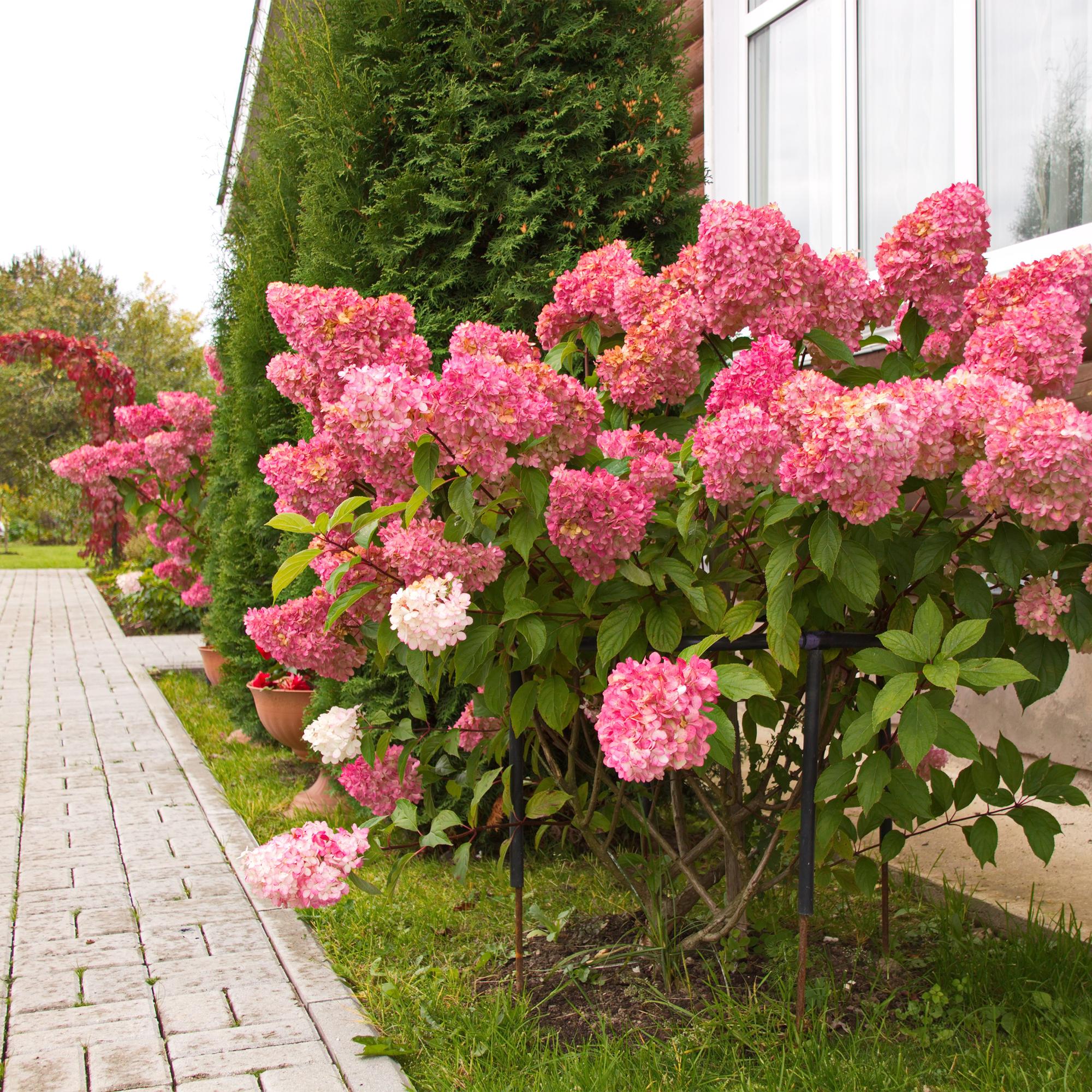 Panikhortensia 'Vanille Fraise' – løvfældende, store hvid-rosa blomster, 17 cm potte, 50 cm høj