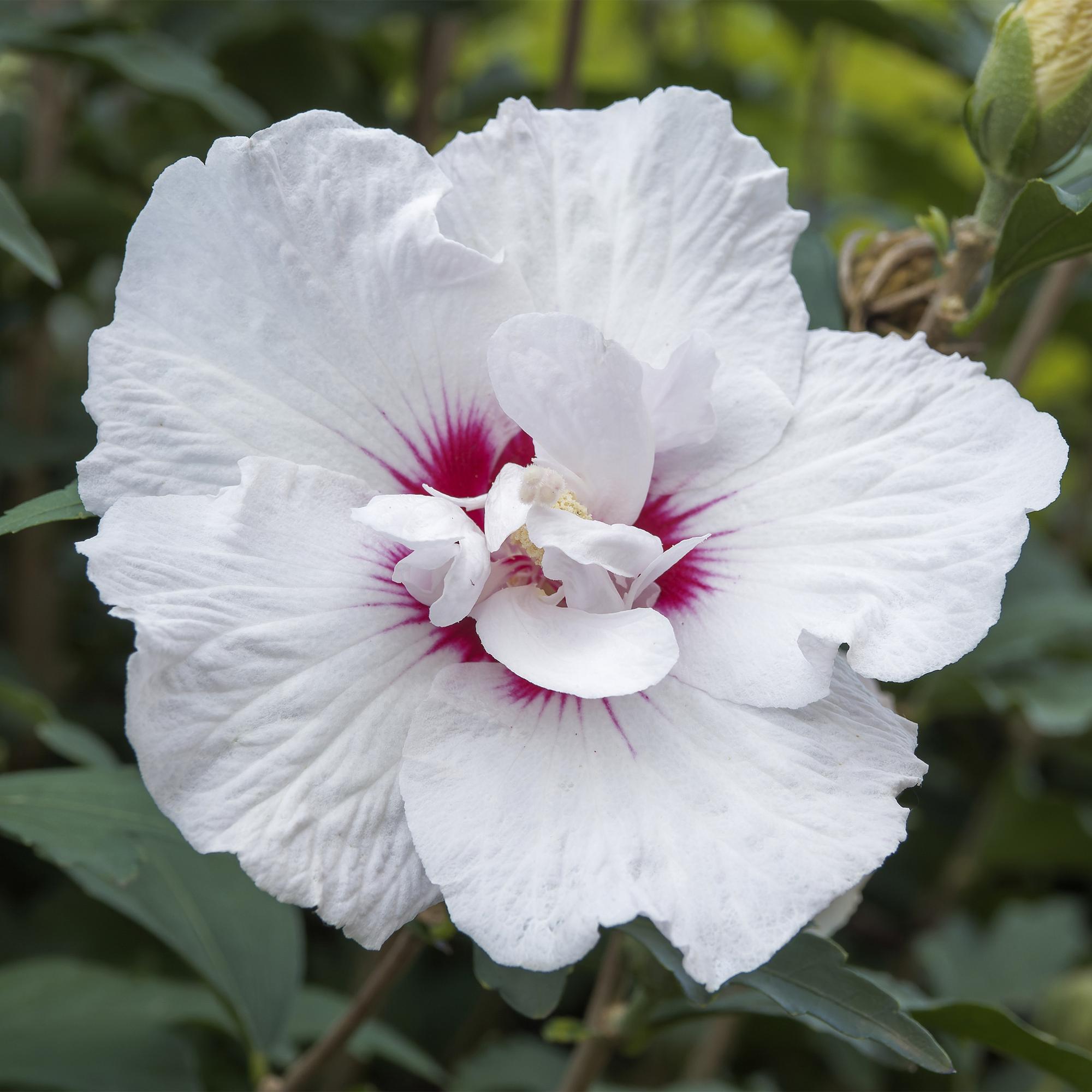 Starburst Chiffon® Hibiscus – løvfældende standardplante, 19 cm potte, 90 cm høj