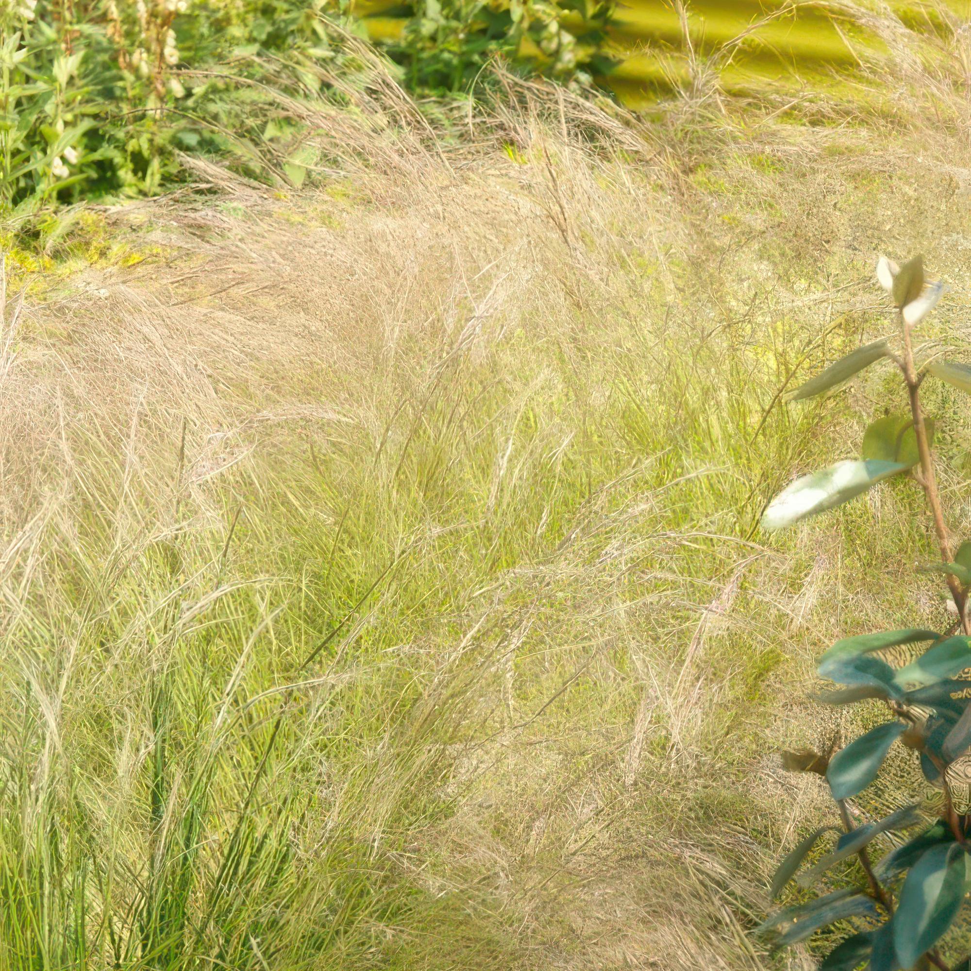 6x Stipa tenuissima 'hestehaler' - ↕10-25cm - Ø9cm