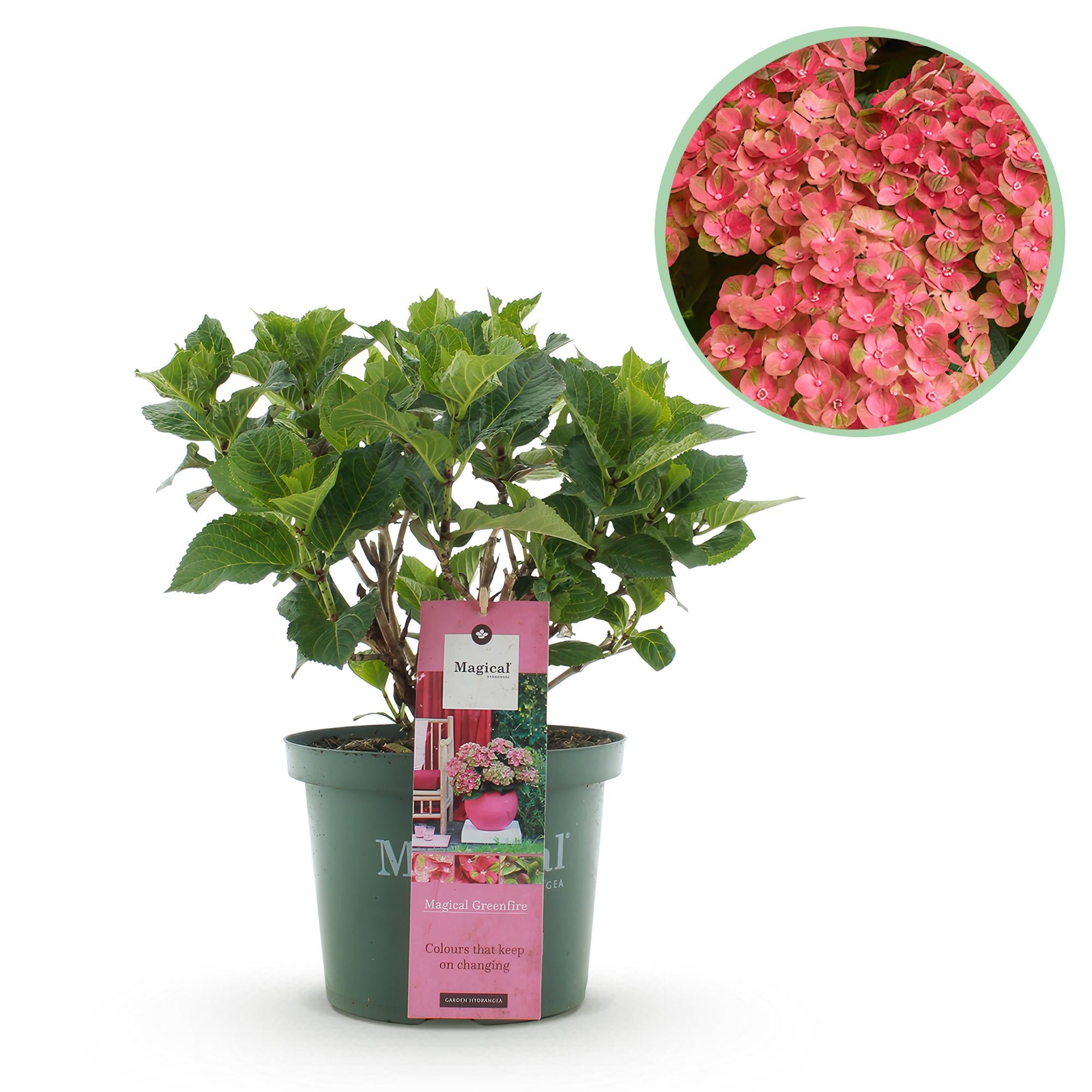 Balkonplante Hortensia 'Magical Green Fire' – 6-10 blomster, lyserødgrøn, 23 cm potte, 55 cm høj