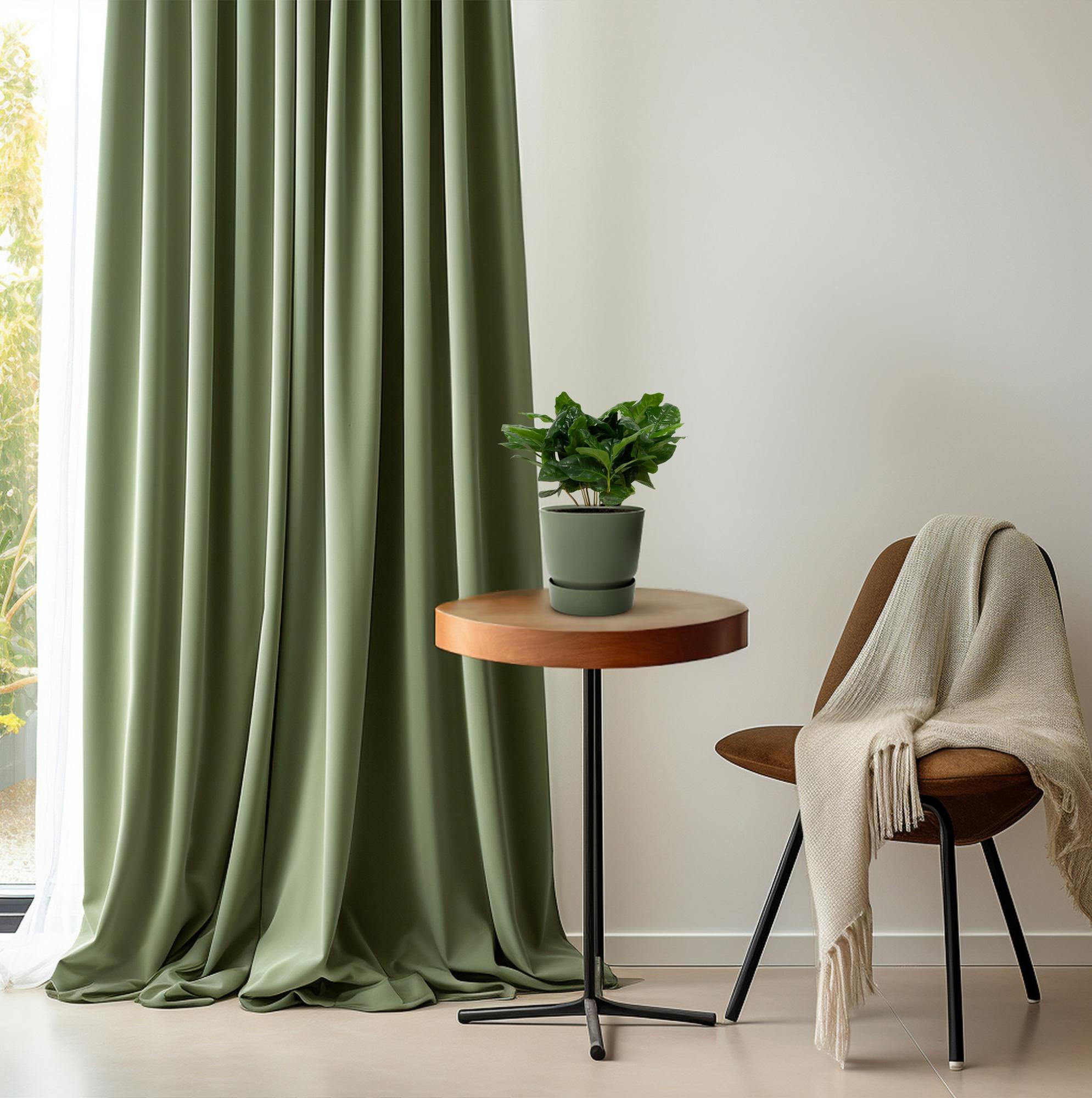 Kaffeplante (Coffea arabica) – 22–30 cm