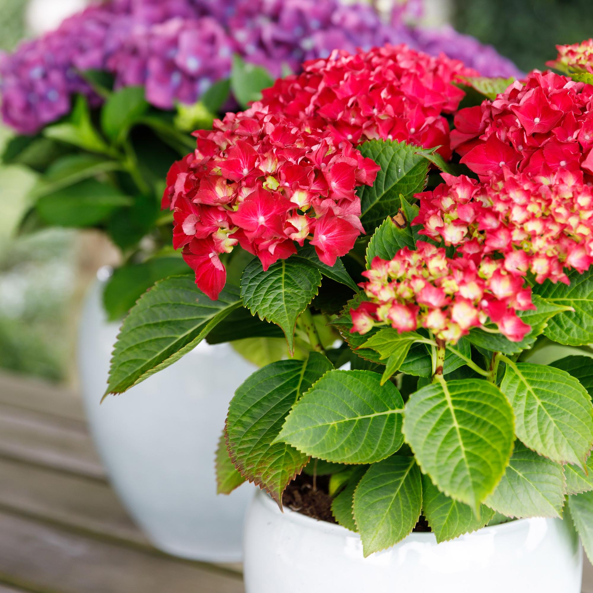 Rød hortensia “Forever & Ever” – Blomstrende sort, 23 cm potte, 55 cm højde