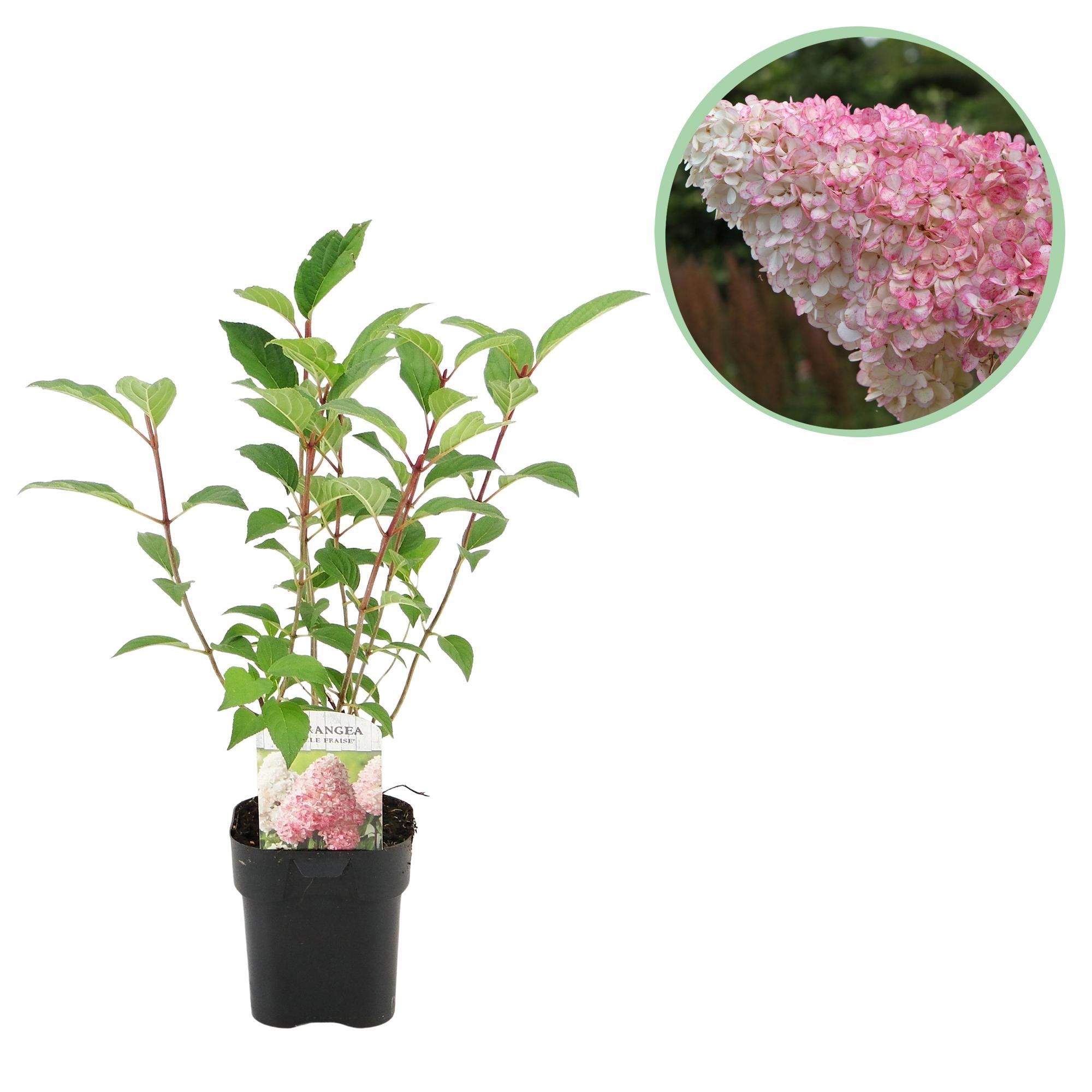 Panikhortensia 'Vanille Fraise' – løvfældende, store hvid-rosa blomster, 17 cm potte, 50 cm høj