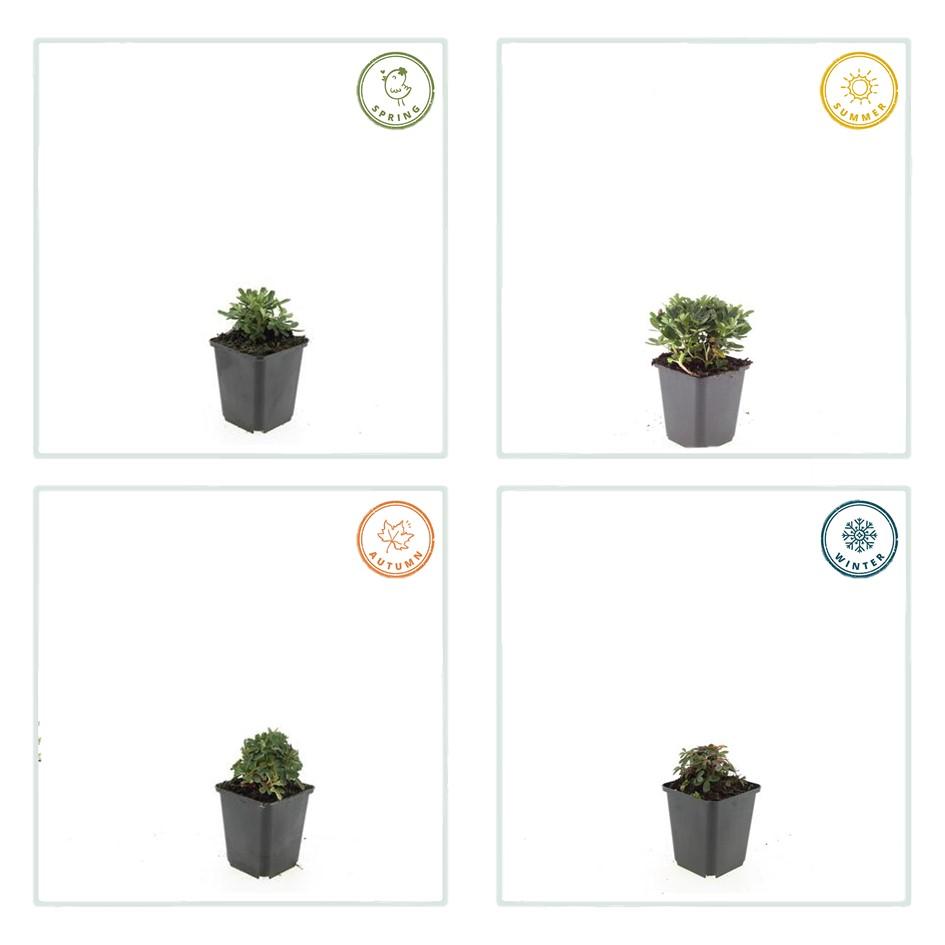 20x Potentilla tridentata 'Nuuk' - ↕10-25cm - Ø9cm