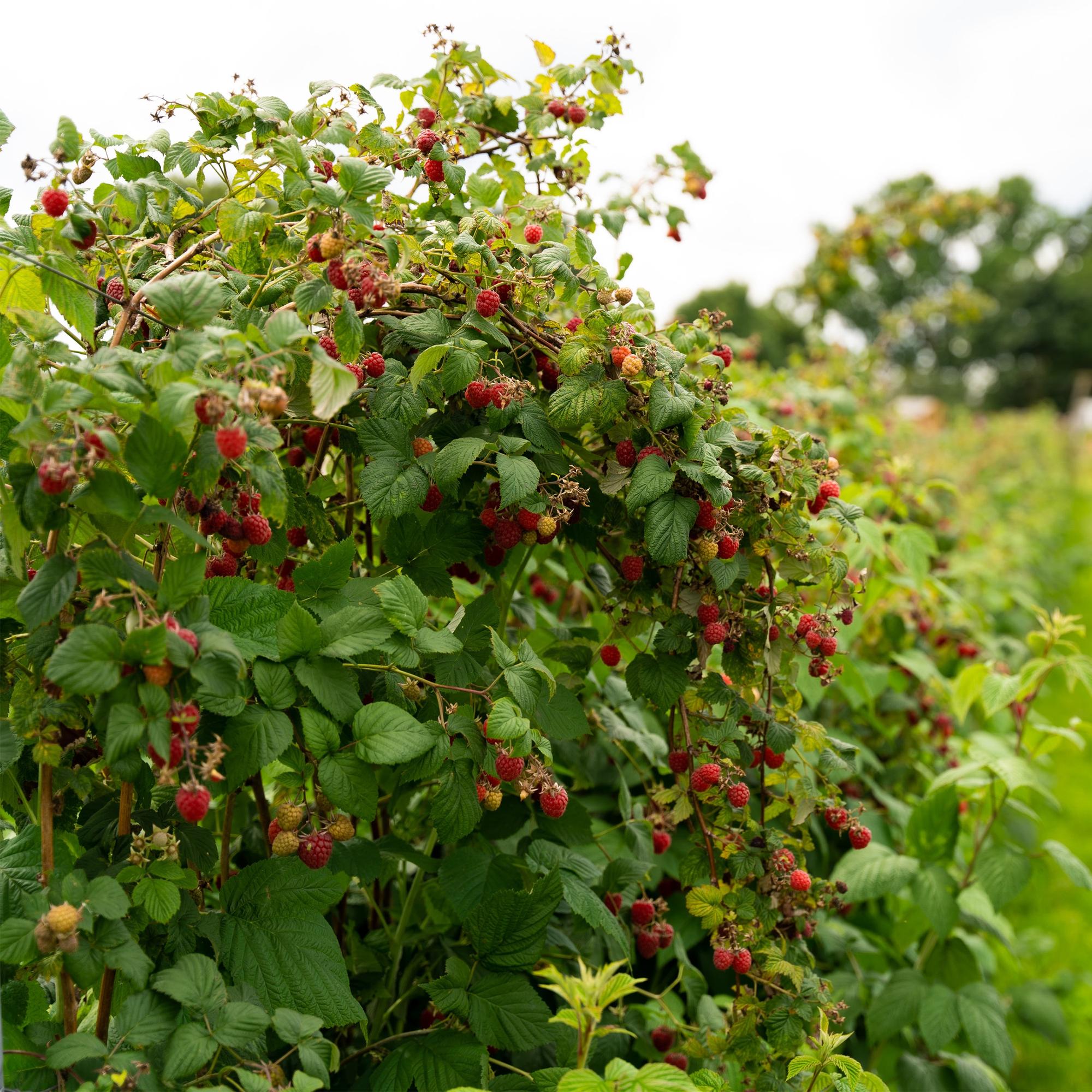 Red Raspberry “Autumn Bliss” – 2 strong plants in an 11 cm pot, approx. 40 cm